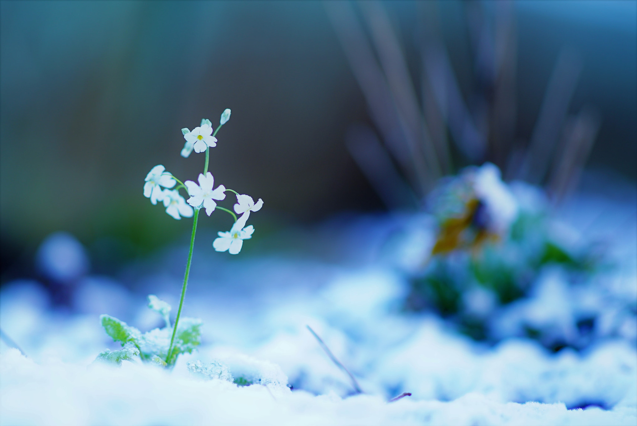 Sony a7S sample photo. Standing alone photography