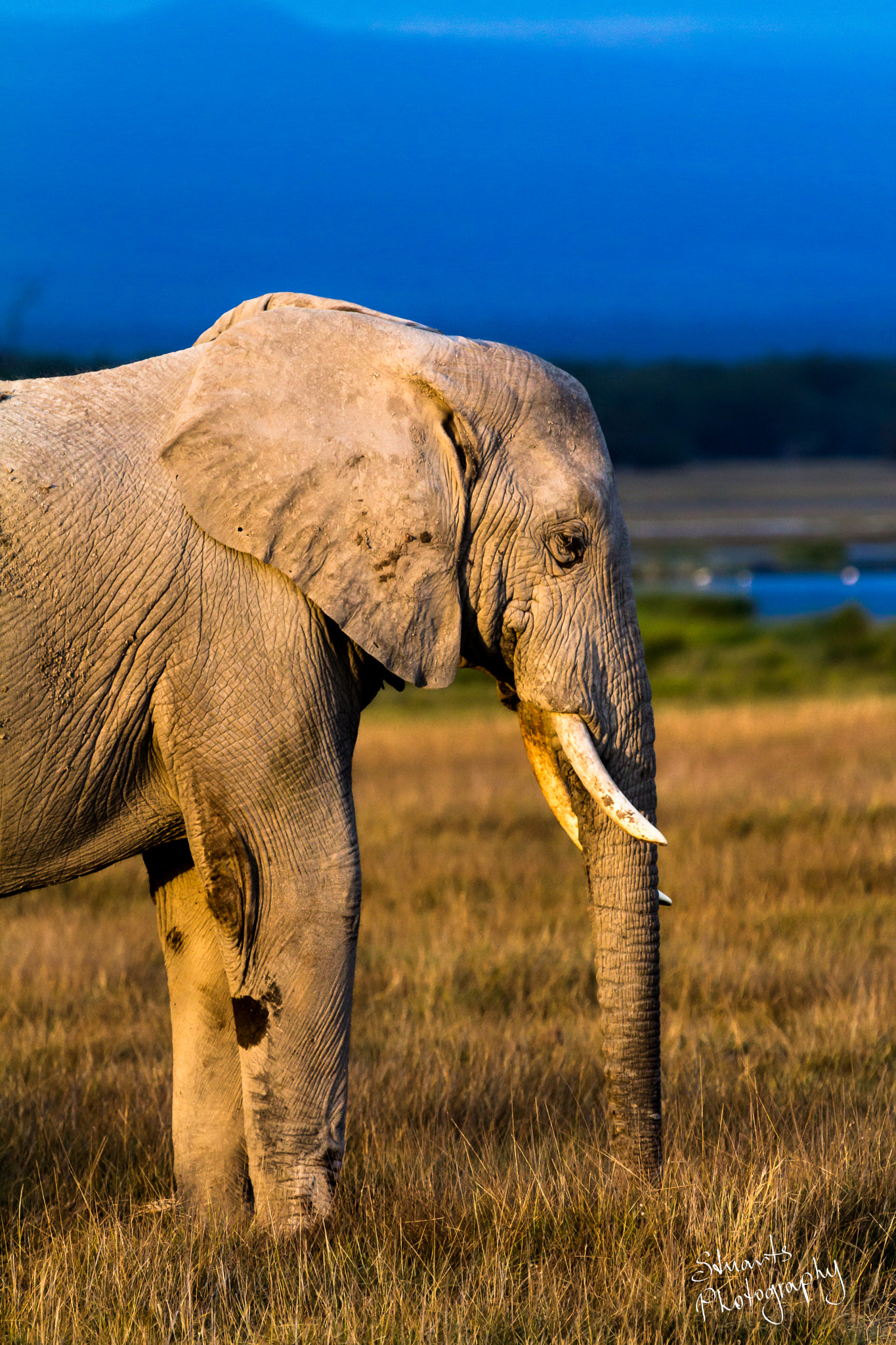 Canon EOS 60D sample photo. Elephant in the golden light photography