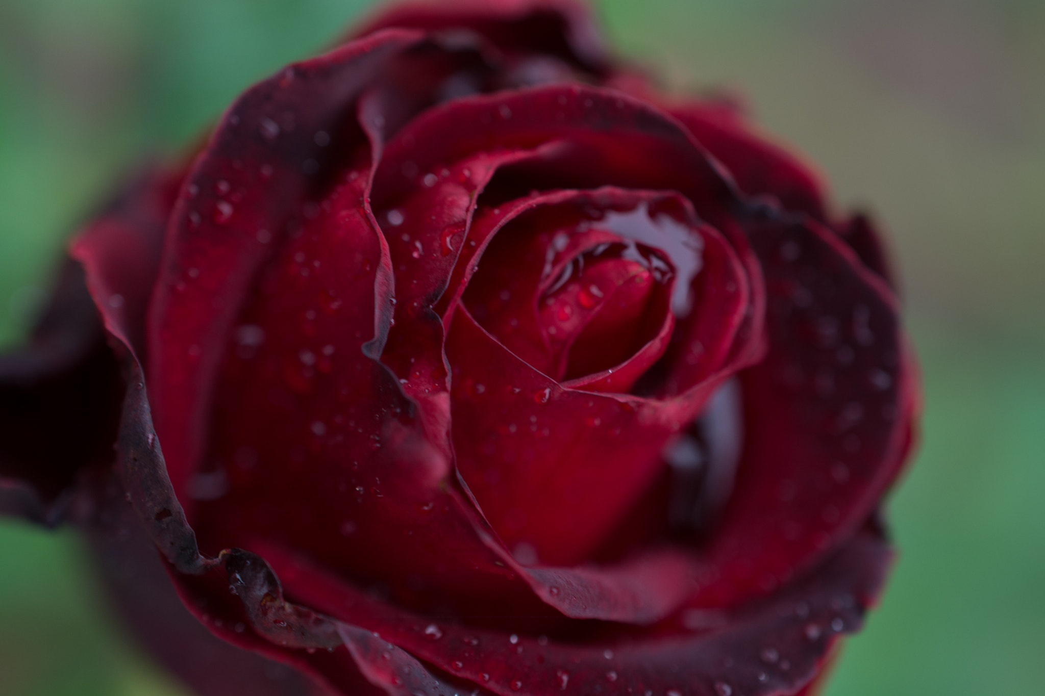 Nikon AF-S DX Micro Nikkor 40mm F2.8 sample photo. Rose and rain photography