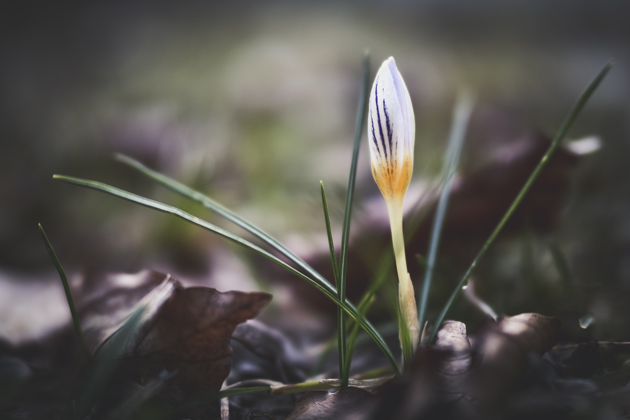 Olympus OM-D E-M1 Mark II + OLYMPUS M.25mm F1.2 sample photo. Hint of spring photography