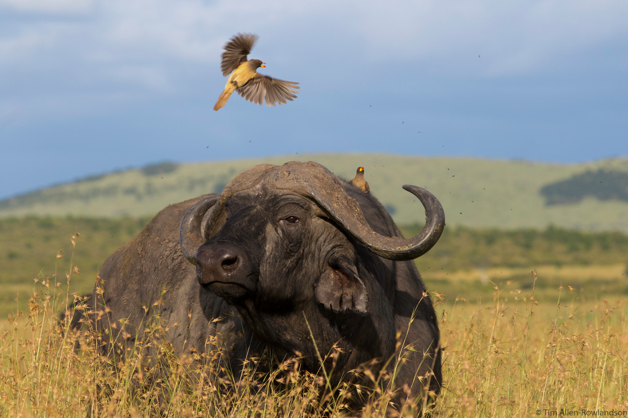 Canon EF 70-200mm F2.8L USM sample photo. Buffalo soldier photography