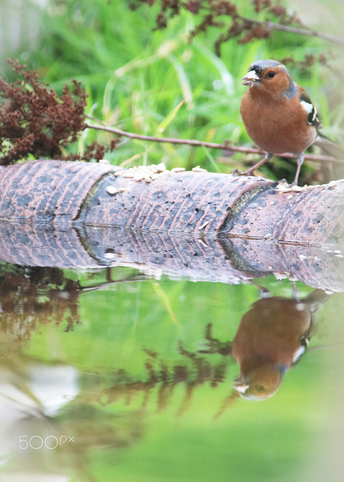 Canon EF 70-200mm F2.8L USM sample photo. Chaffinch photography
