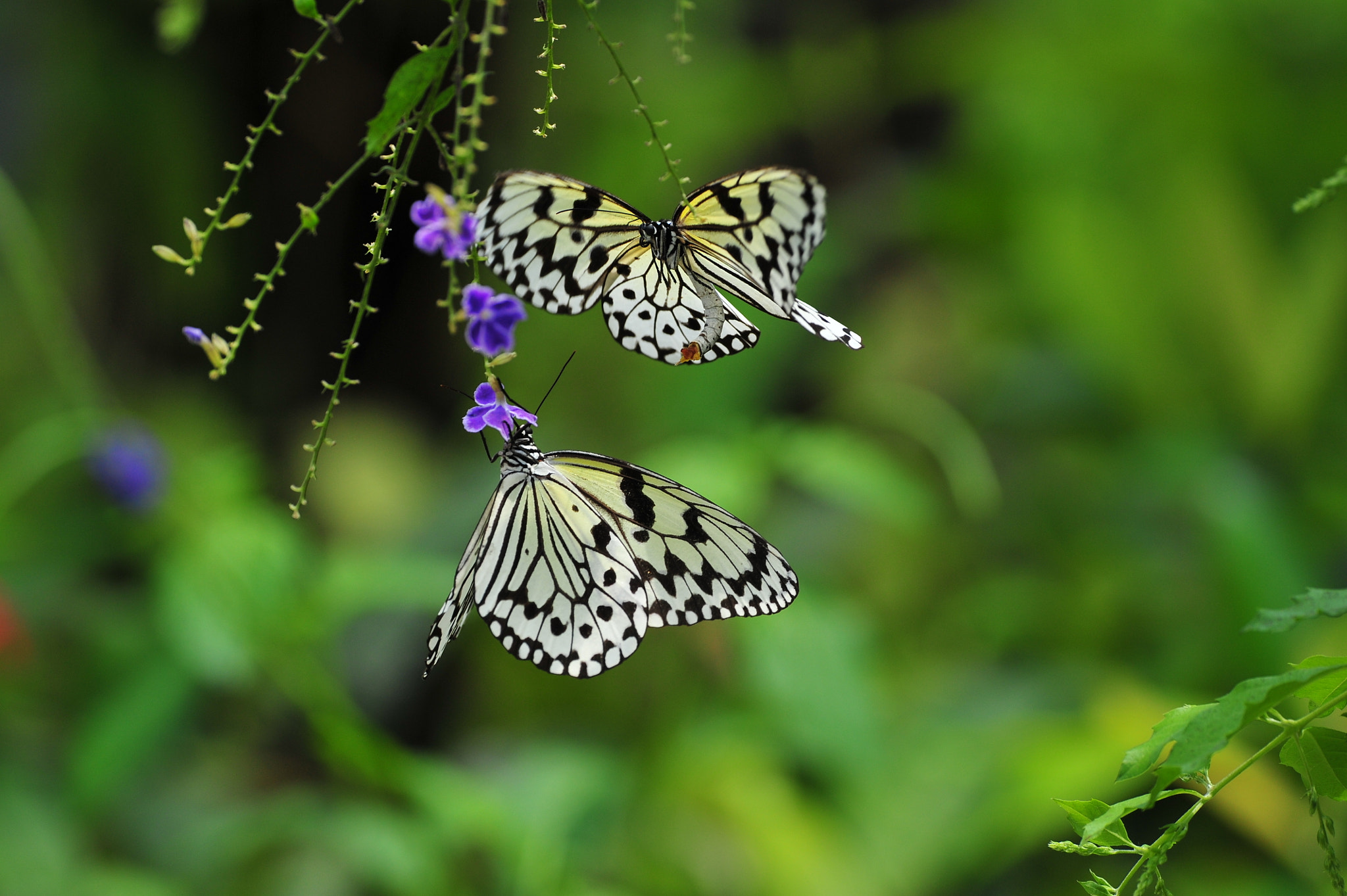 Nikon D3S sample photo. Courtship photography