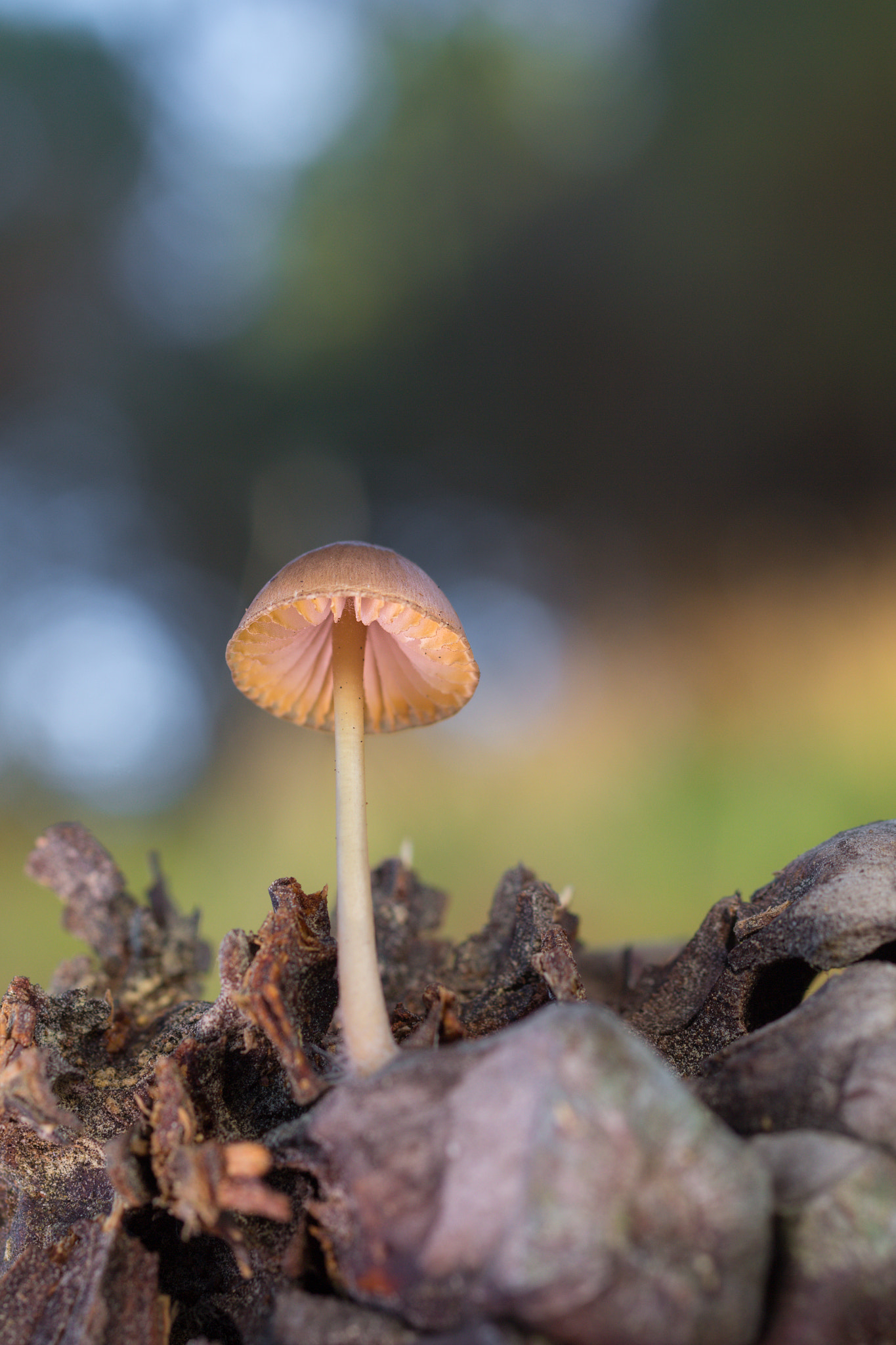 Canon EOS 60D + Sigma 50mm f/2.8 EX sample photo. Mycena seynesii  101216-0336 photography