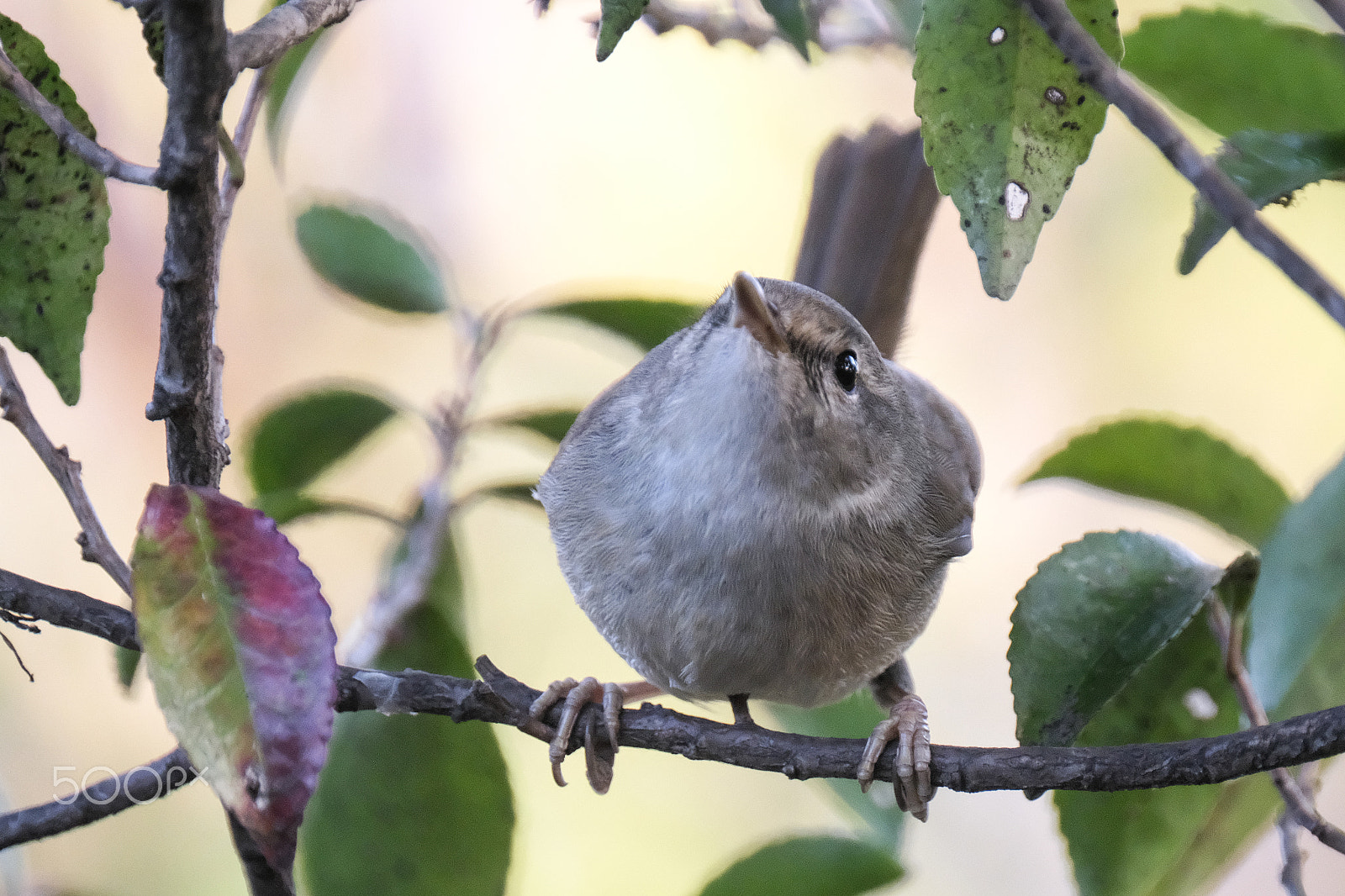 XF100-400mmF4.5-5.6 R LM OIS WR + 1.4x sample photo. Japanese nightingale photography