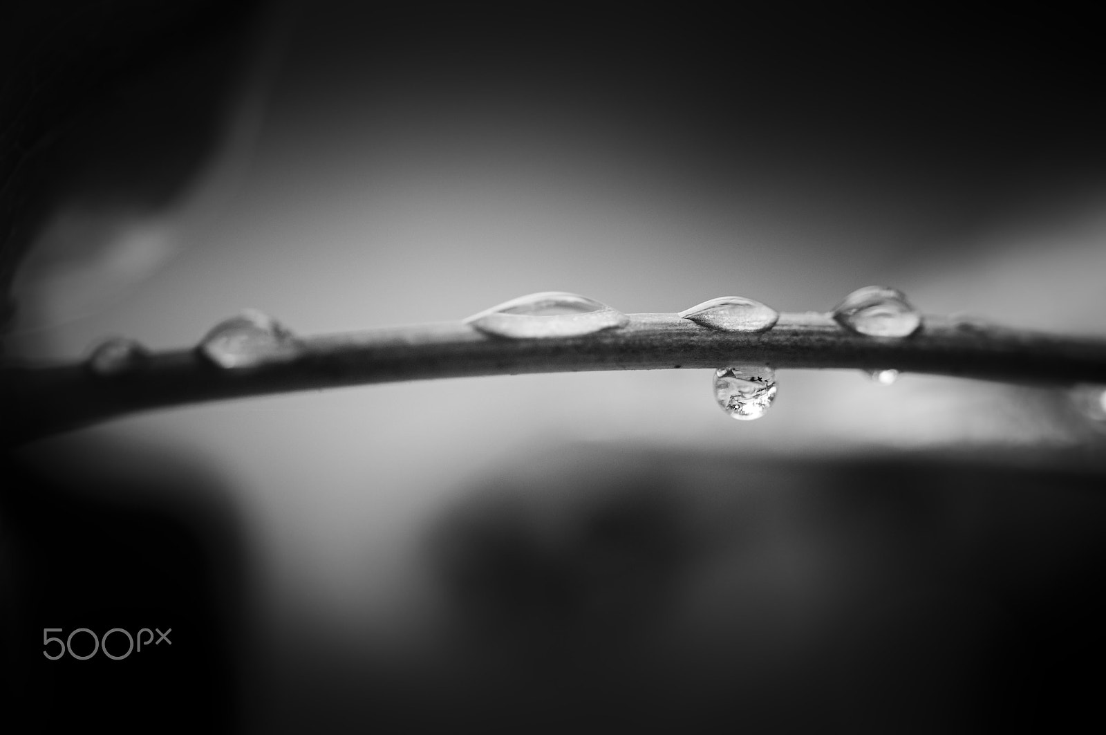 Nikon D5000 sample photo. The bridge photography