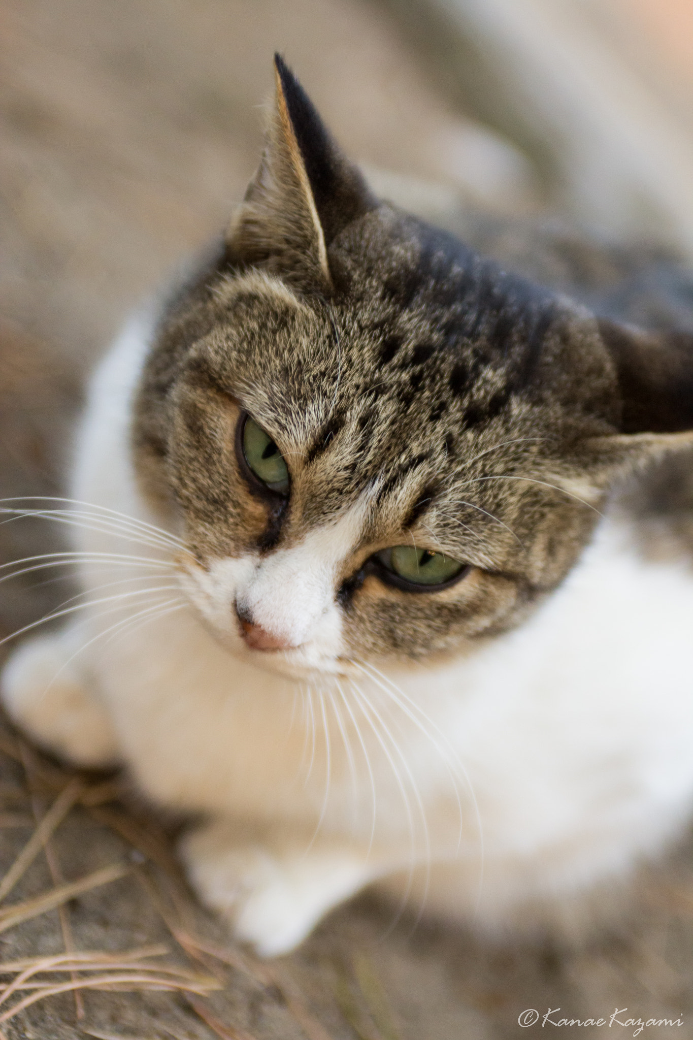 EF28-70mm f/2.8L USM sample photo. Cat photography