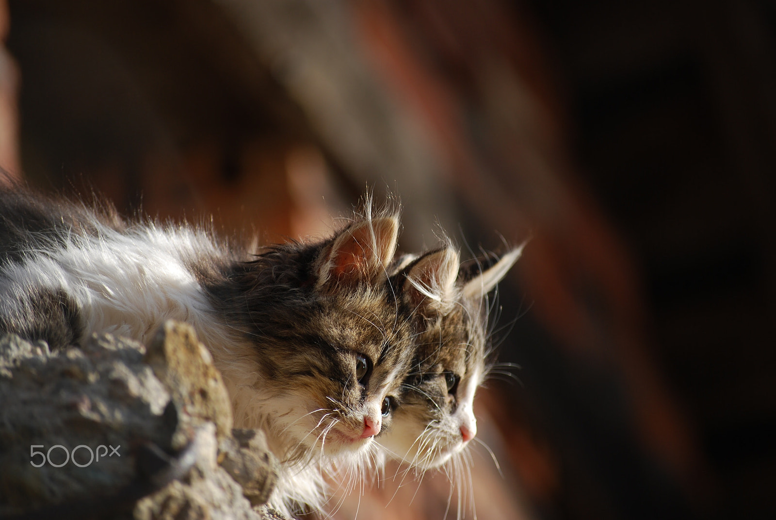 Nikon D40X sample photo. Two curious cats photography