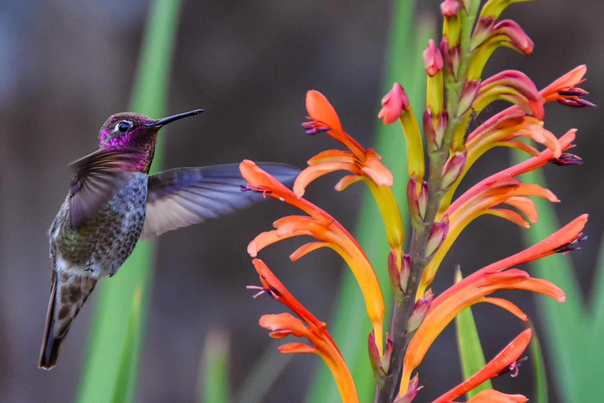 Nikon D7200 sample photo. Feeding between the rains photography