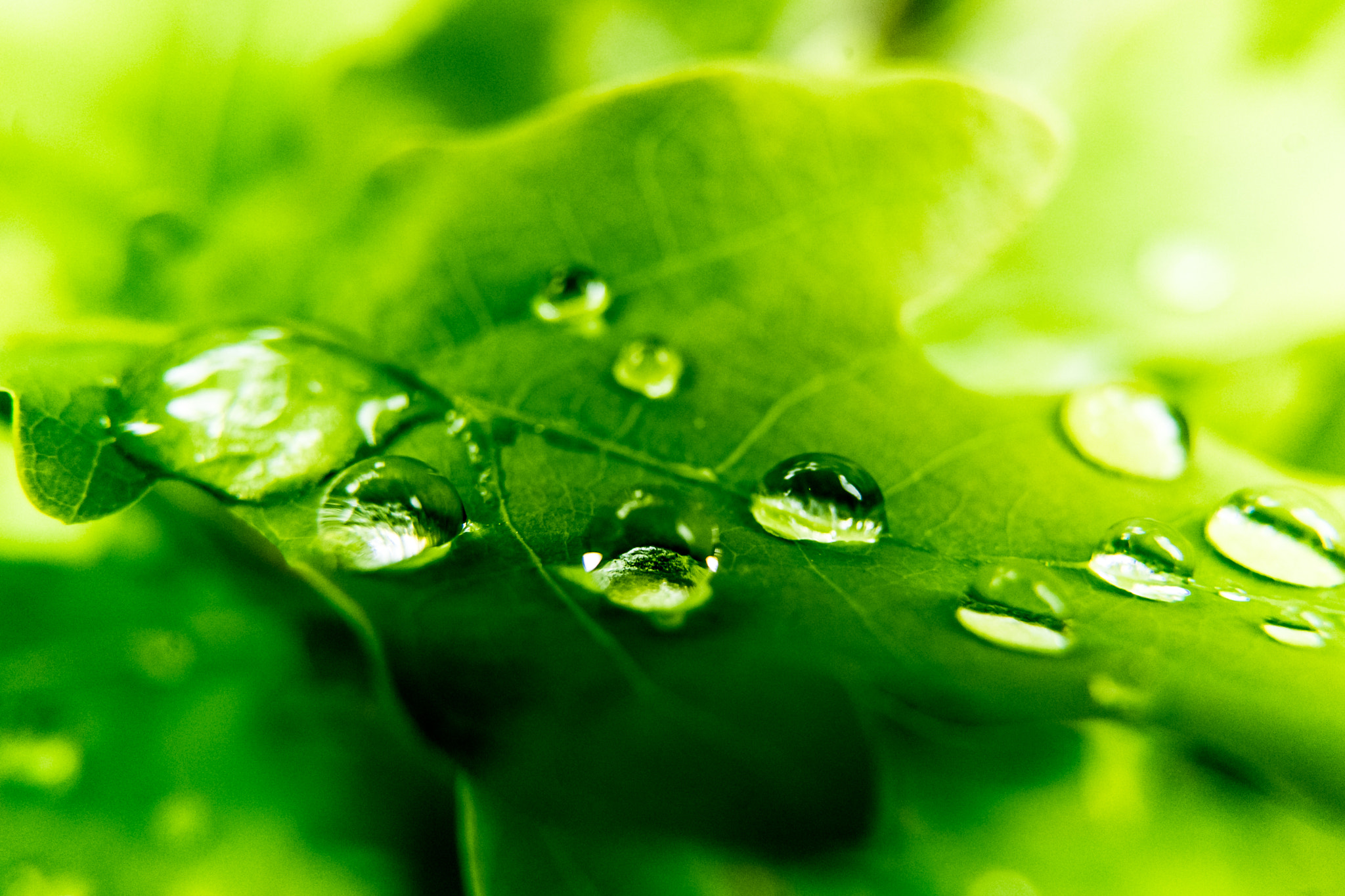 Sony a7 sample photo. Water drops on leaf photography