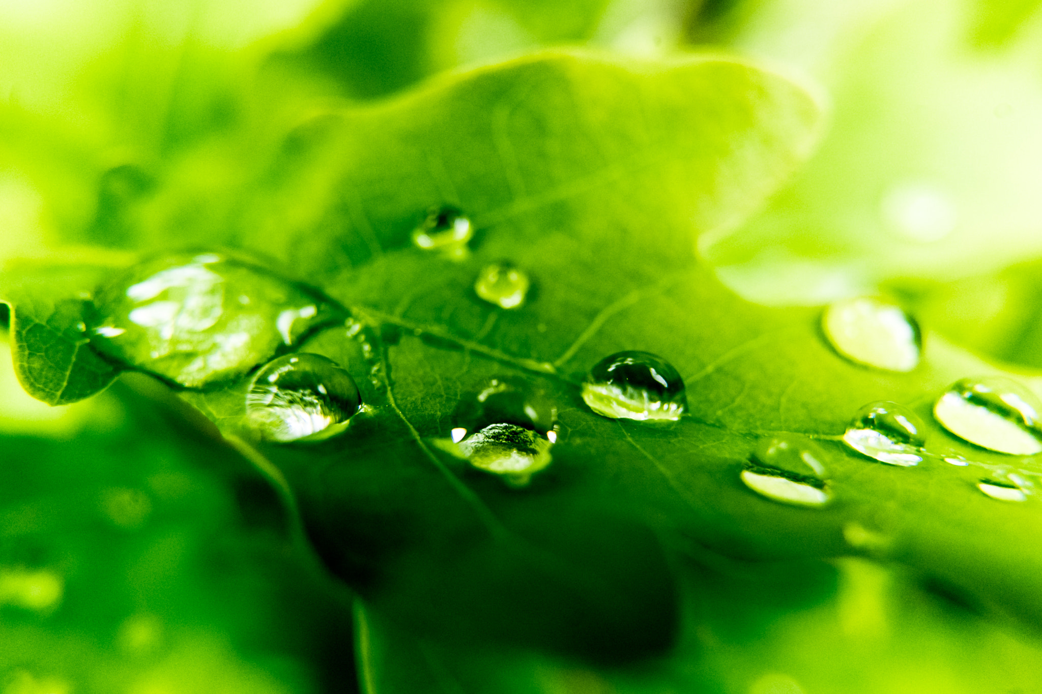 Sony a7 + Sony FE 28mm F2 sample photo. Water drops on leaf photography