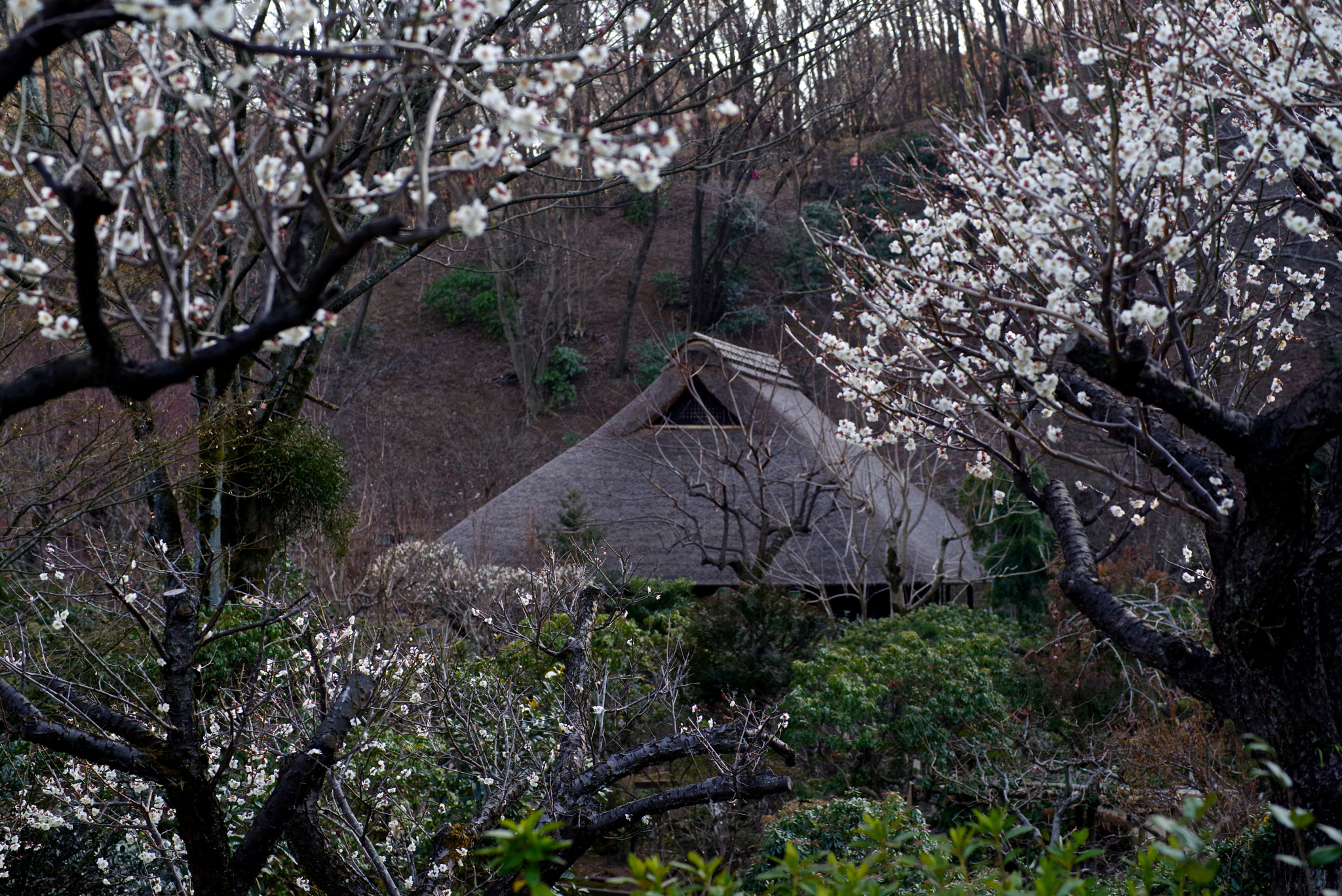 Pentax K-1 + Sigma sample photo. Japanese old house photography