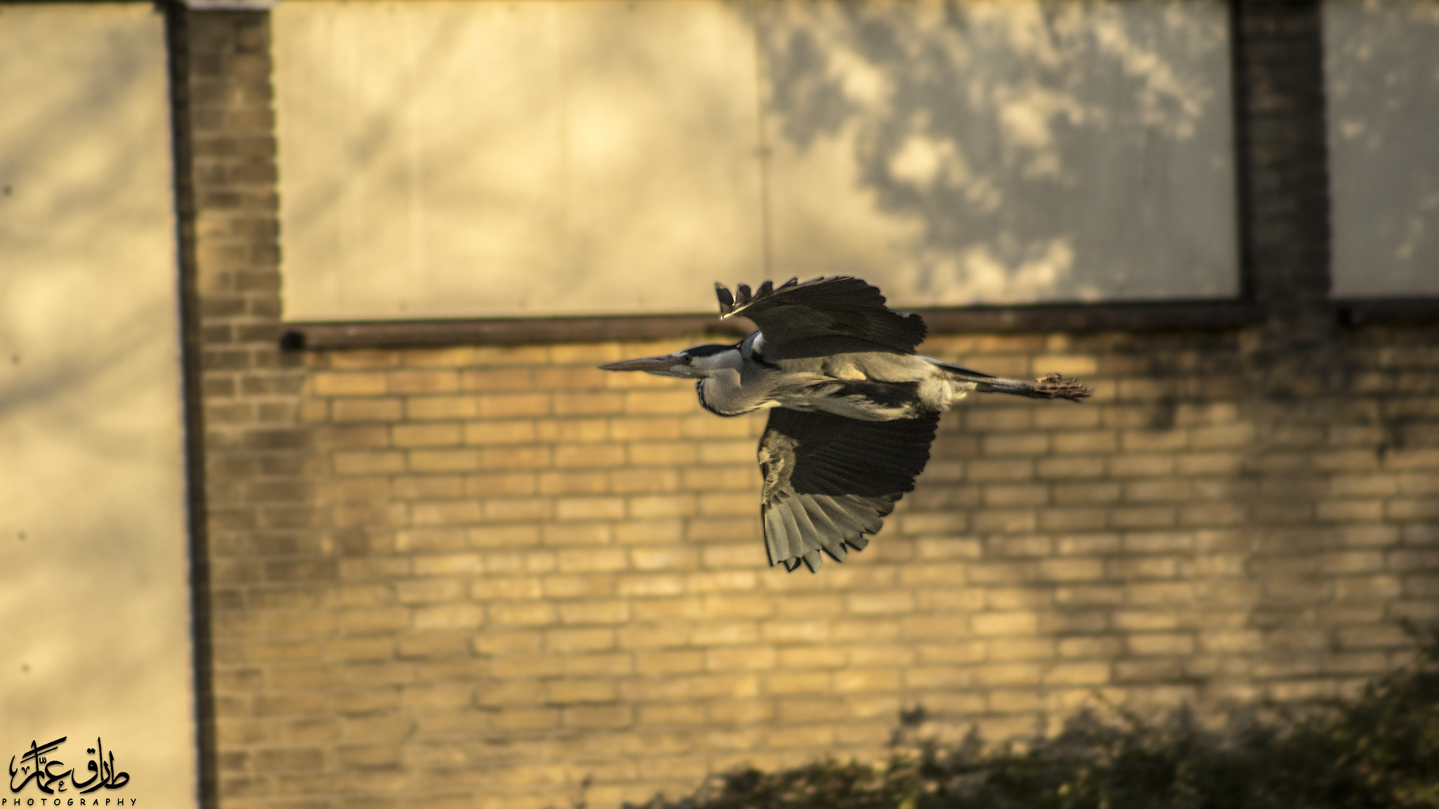 Canon EF 75-300mm f/4-5.6 USM sample photo. Flight.. photography