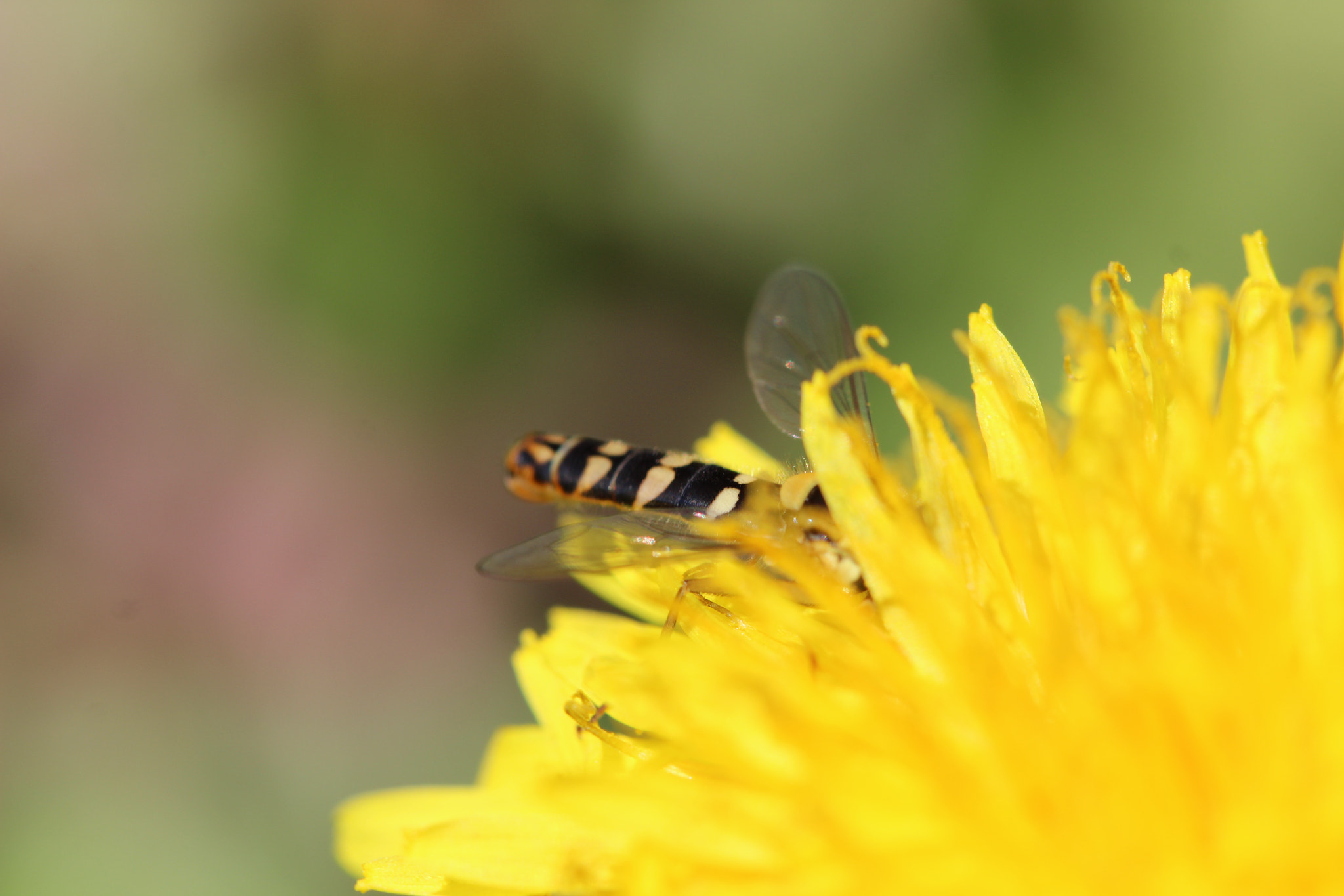 Canon EF 100mm F2.8 Macro USM sample photo. Lost in the yellow dandelion photography