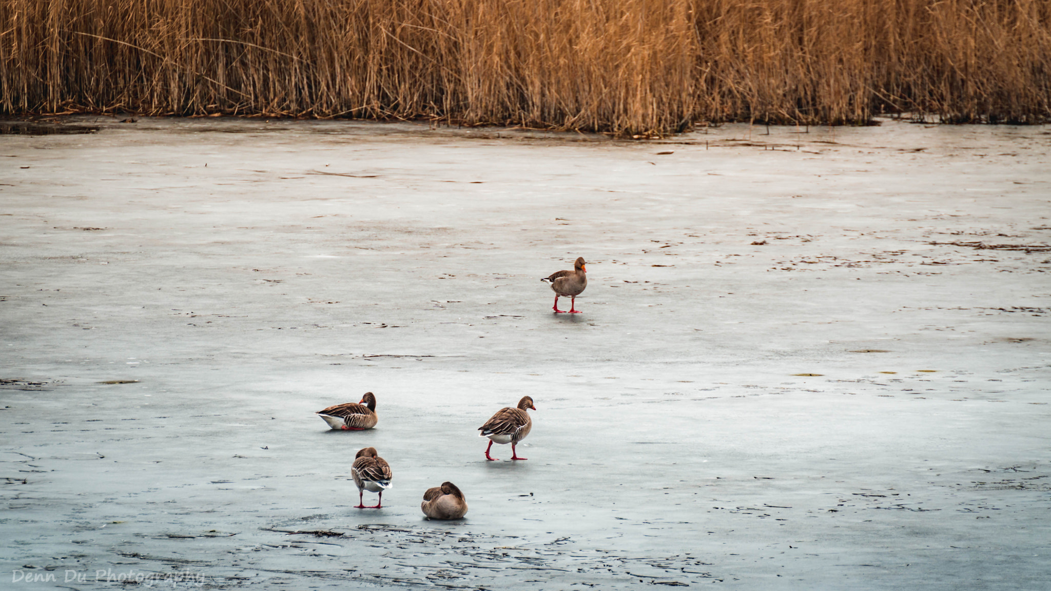 Tamron SP 70-300mm F4-5.6 Di USD sample photo. Teich und enten photography