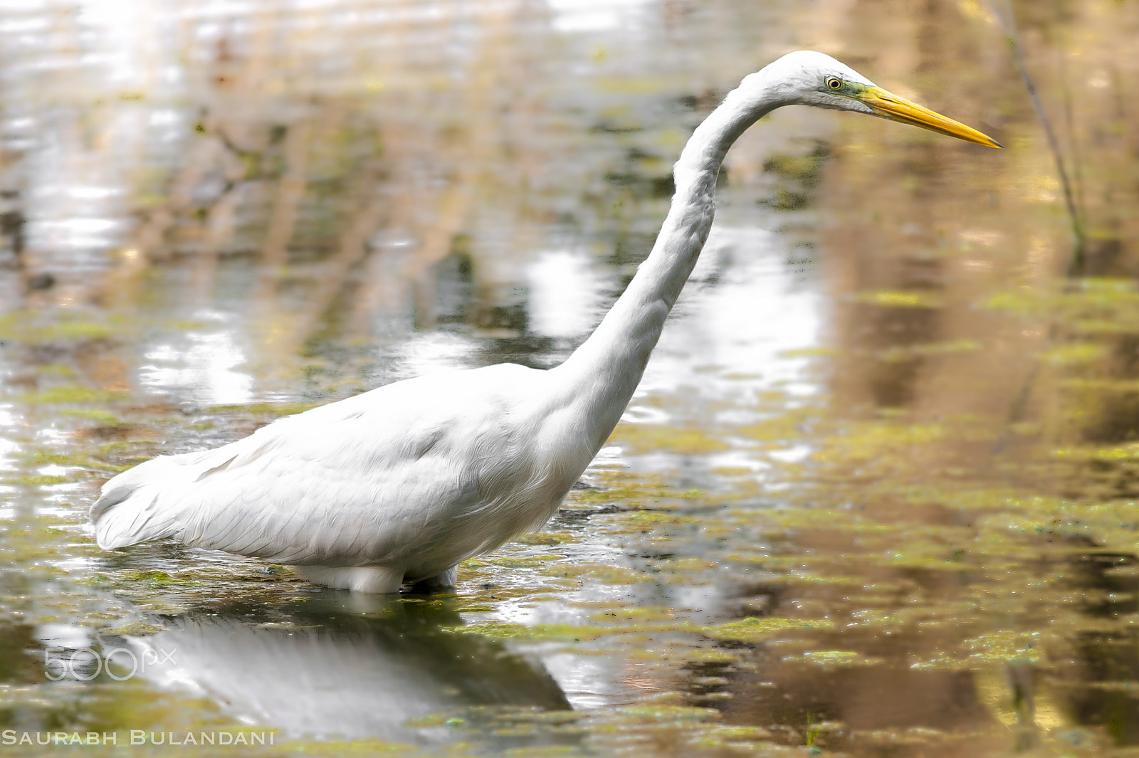 Nikon D700 sample photo. Duck waiting for feed photography