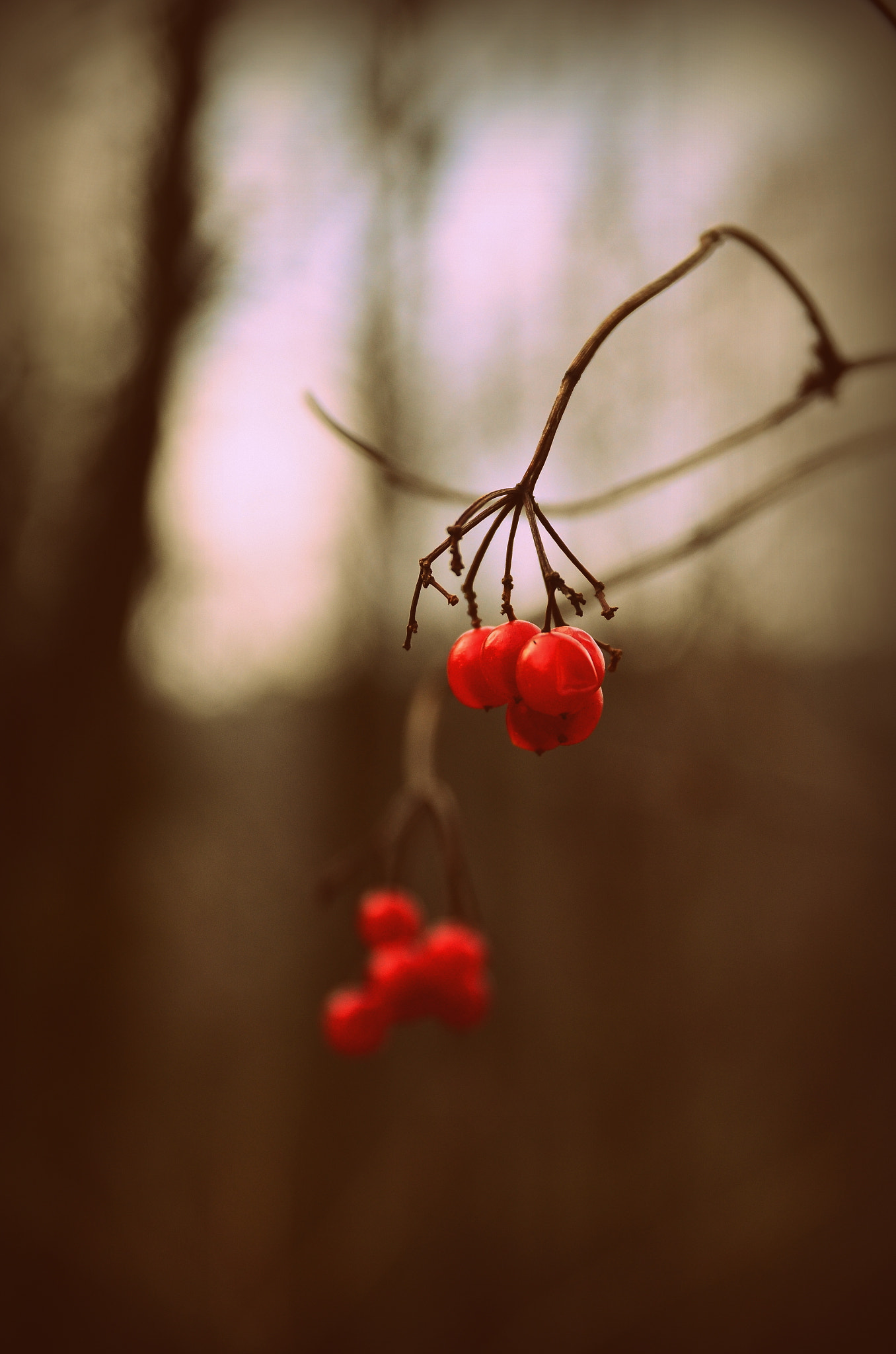 Sigma 17-70mm F2.8-4 DC Macro OS HSM | C sample photo. Red berry's photography