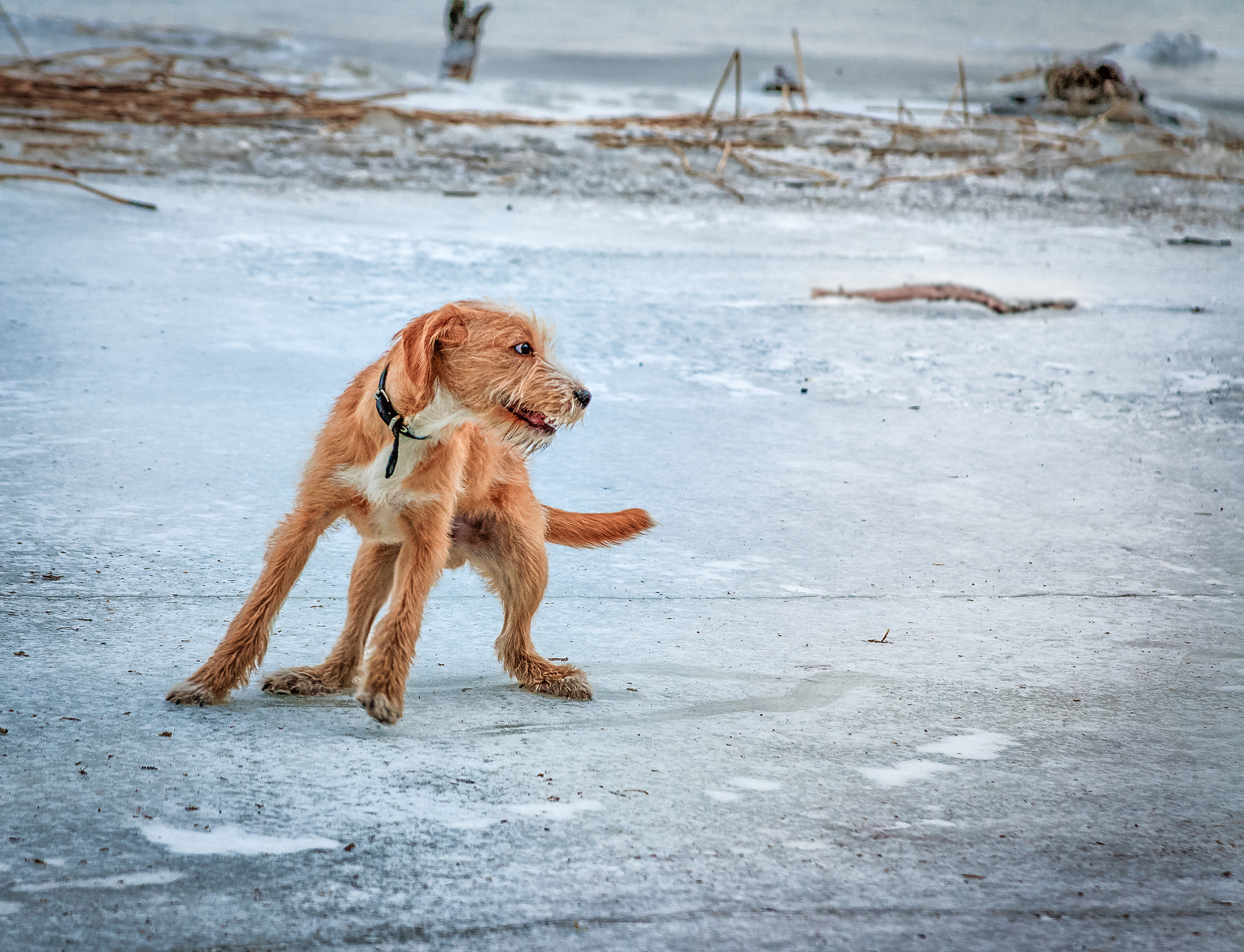 Canon EF 28-135mm F3.5-5.6 IS USM sample photo. Fun on ice photography
