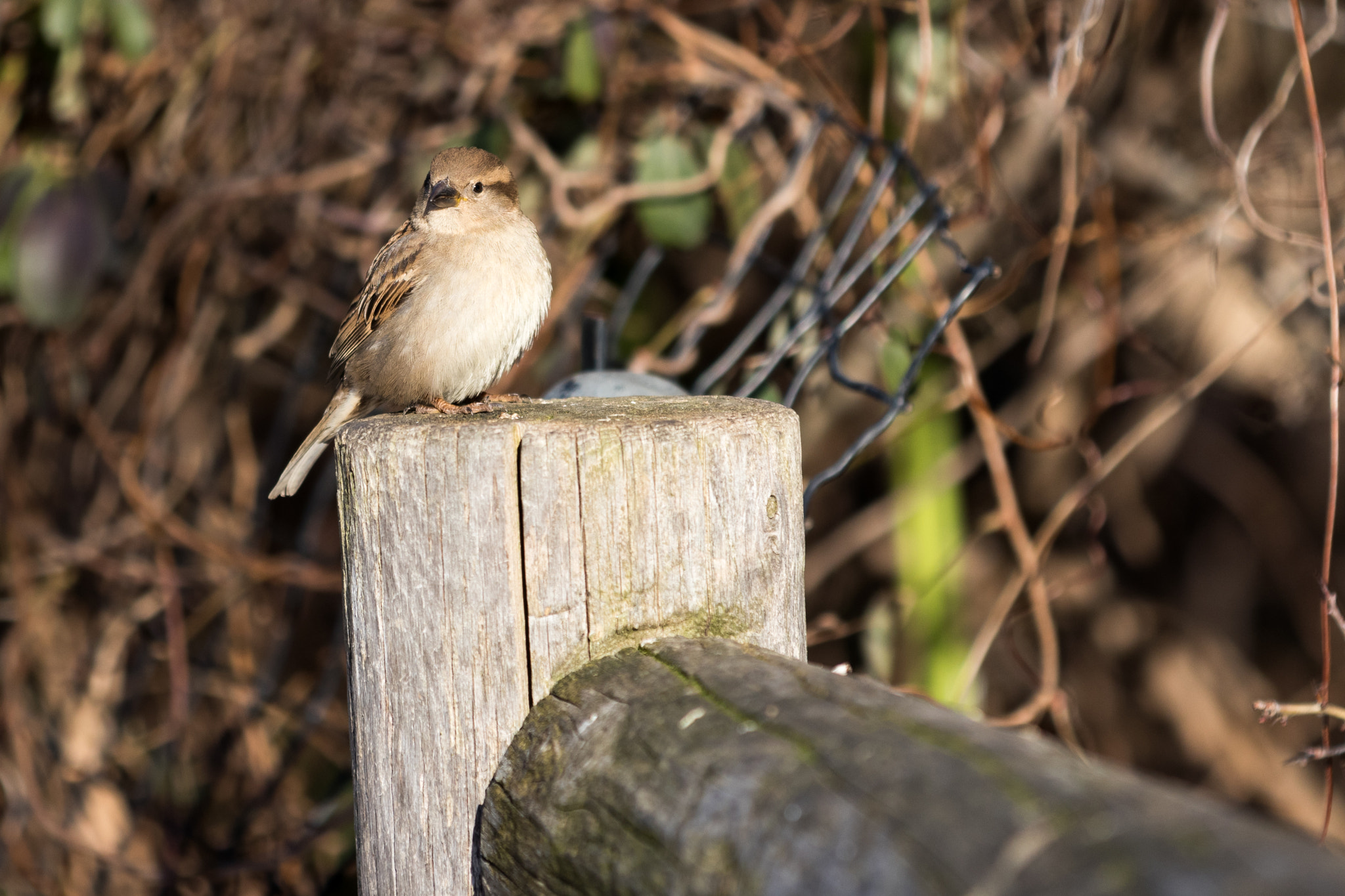 Canon EF 70-200mm F2.8L IS II USM sample photo. Bird resting on fence photography