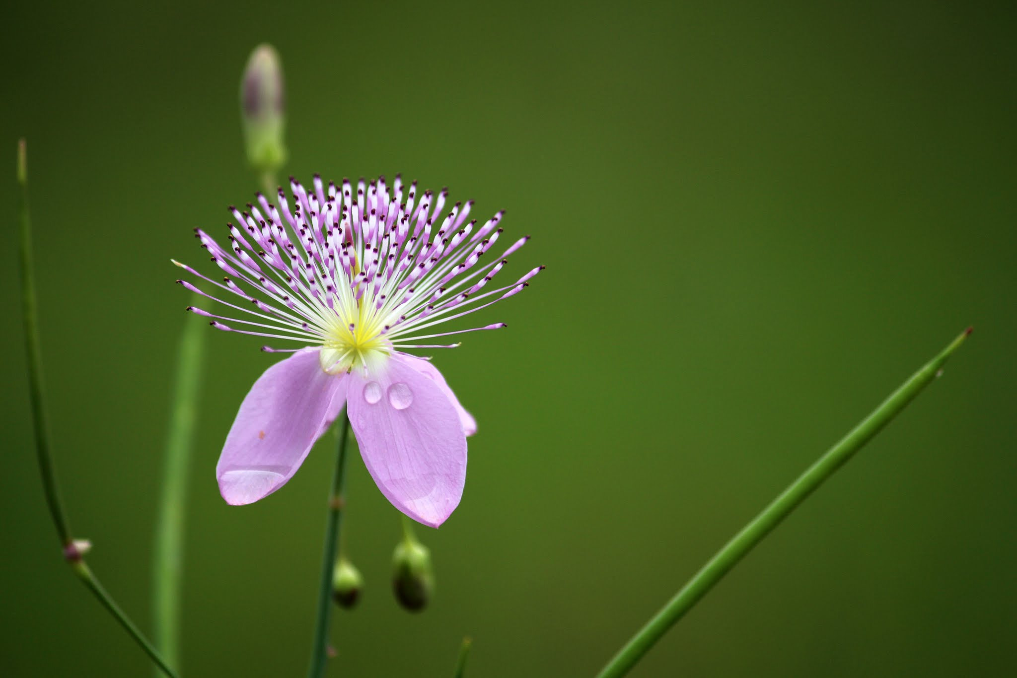 Canon EOS 650D (EOS Rebel T4i / EOS Kiss X6i) sample photo. Monsoon wildflower photography