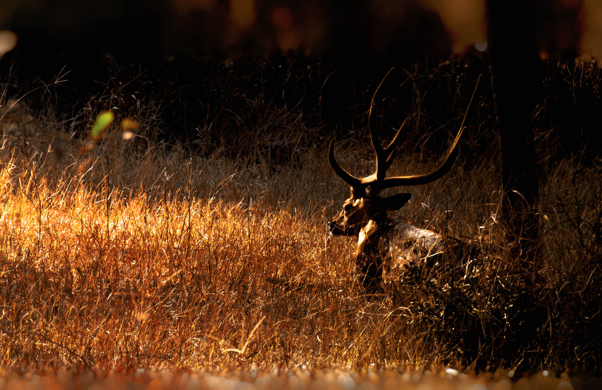 Nikon D5200 sample photo. Stag in the light photography