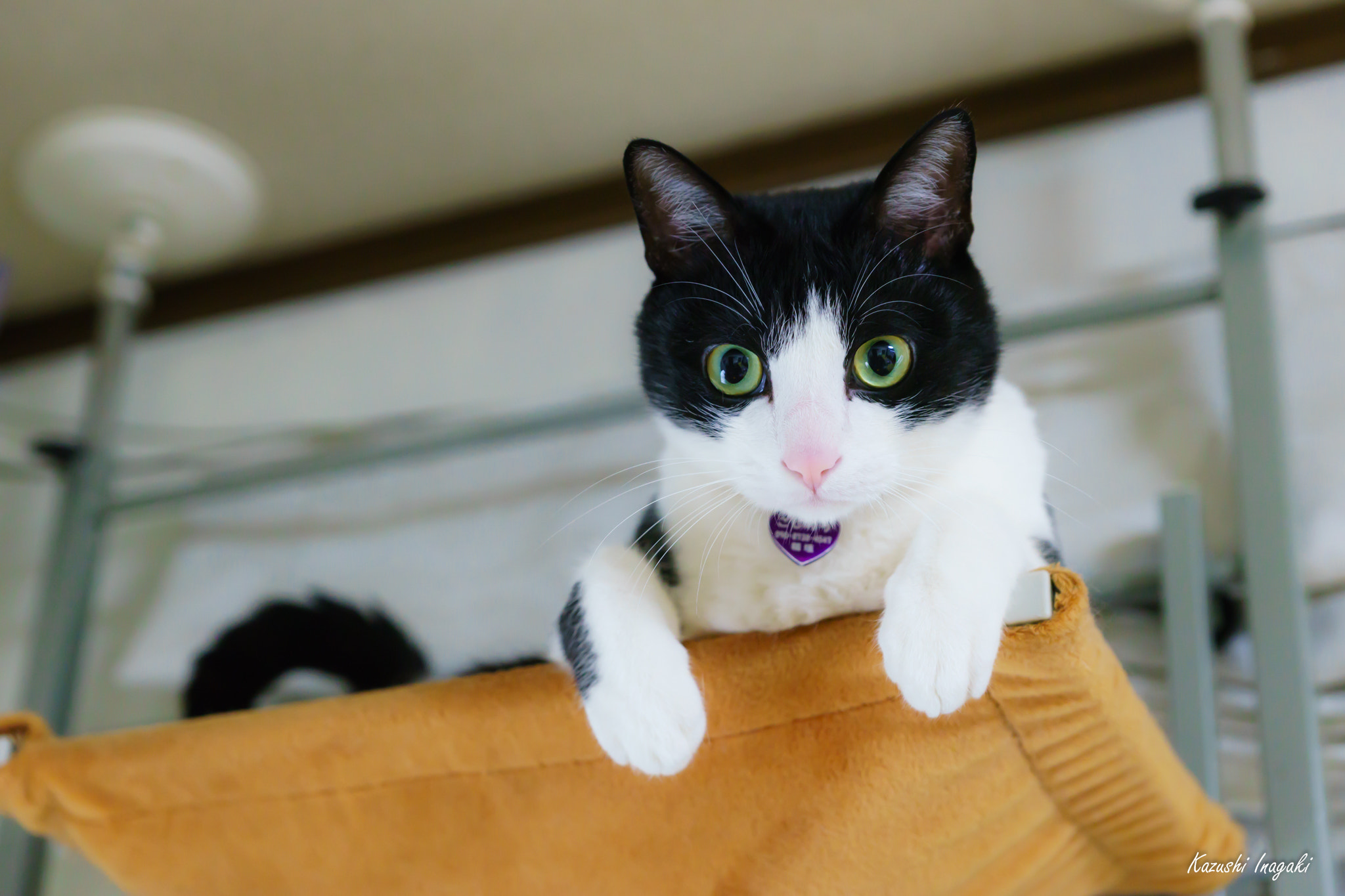 Sony SLT-A99V sample photo. Mask and mantle cat photography