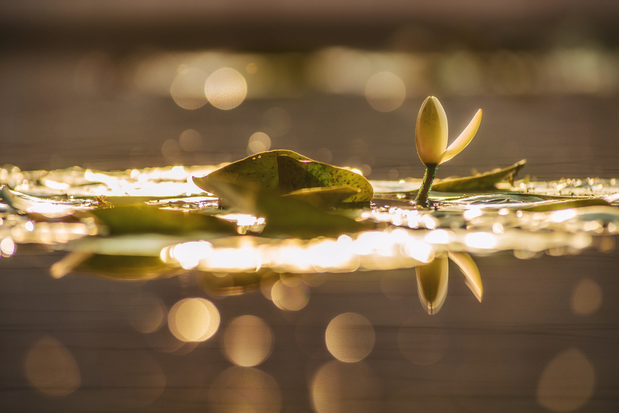 Sony a99 II sample photo. The morning of the magicians photography