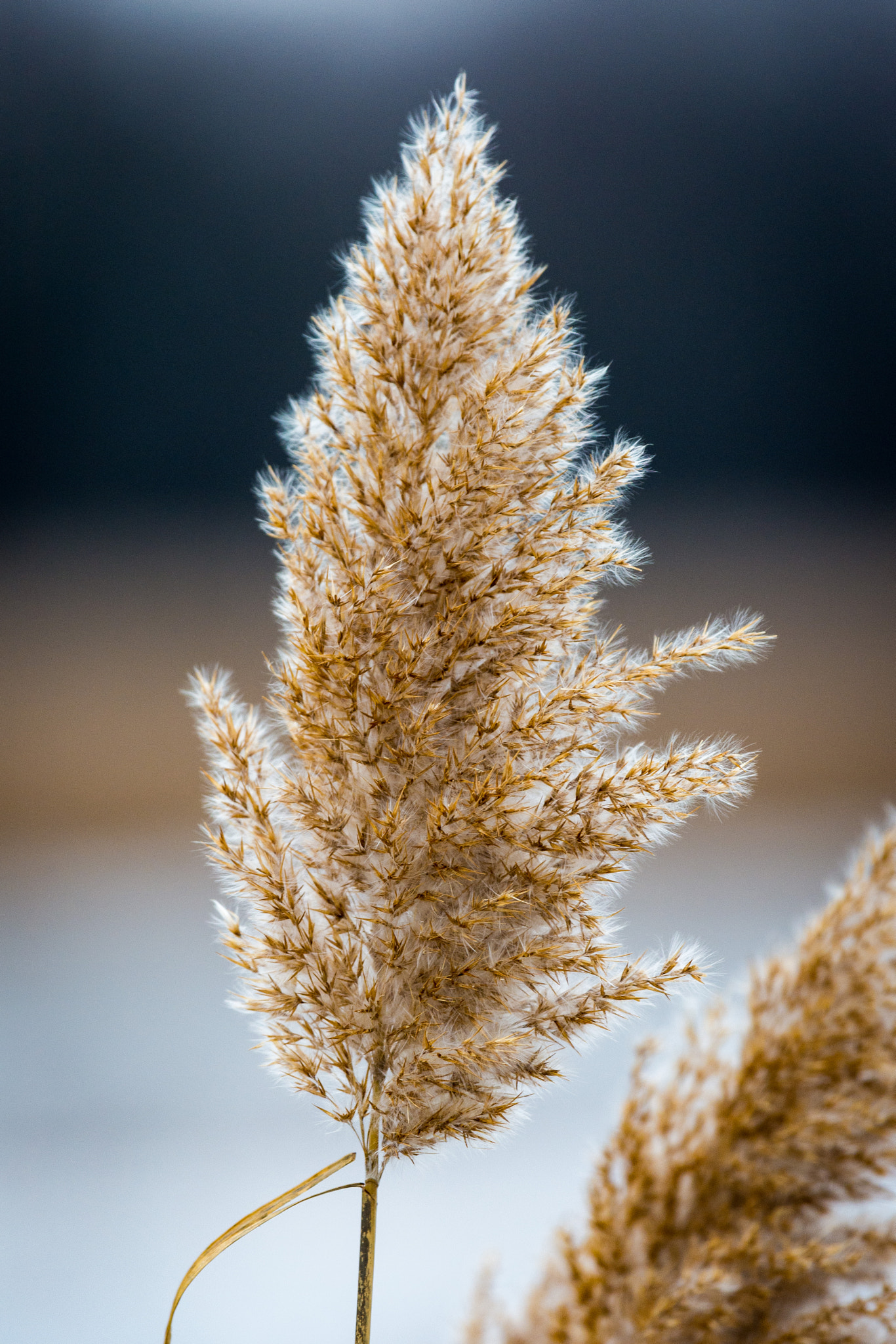 Nikon Nikkor AF-S 300mm F4E PF ED VR sample photo. Winter marsh grass photography