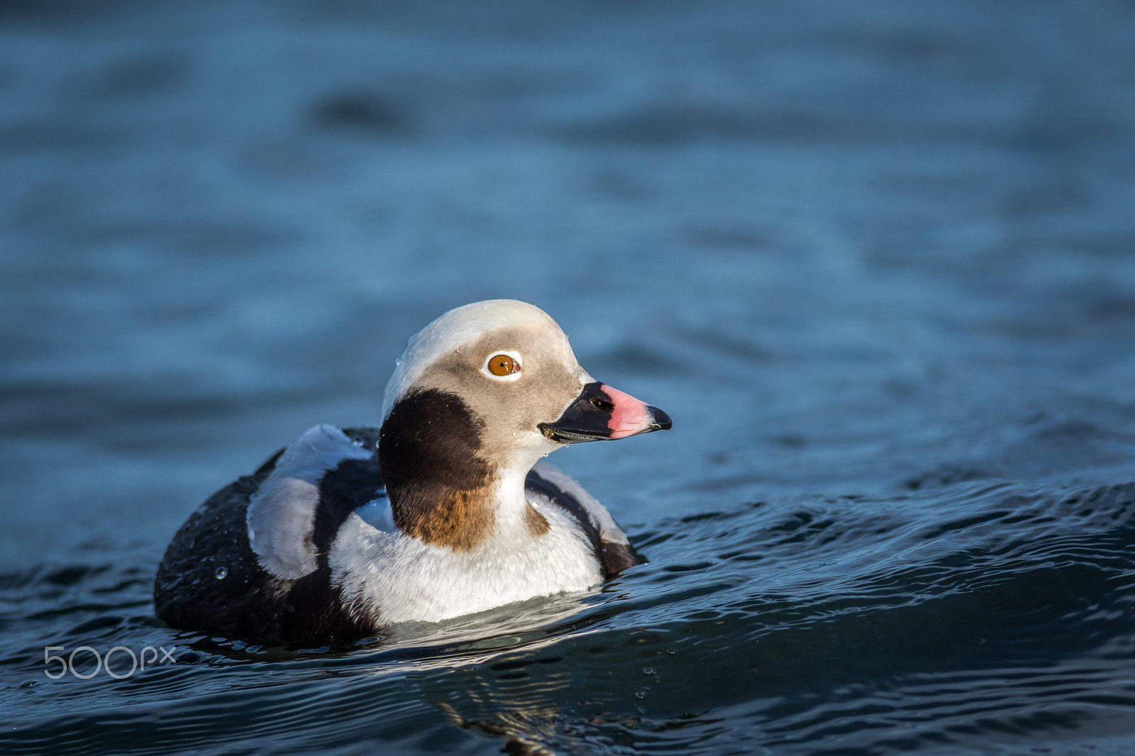 Nikon D7200 + Nikon AF-S Nikkor 300mm F4D ED-IF sample photo. Catching a wave photography