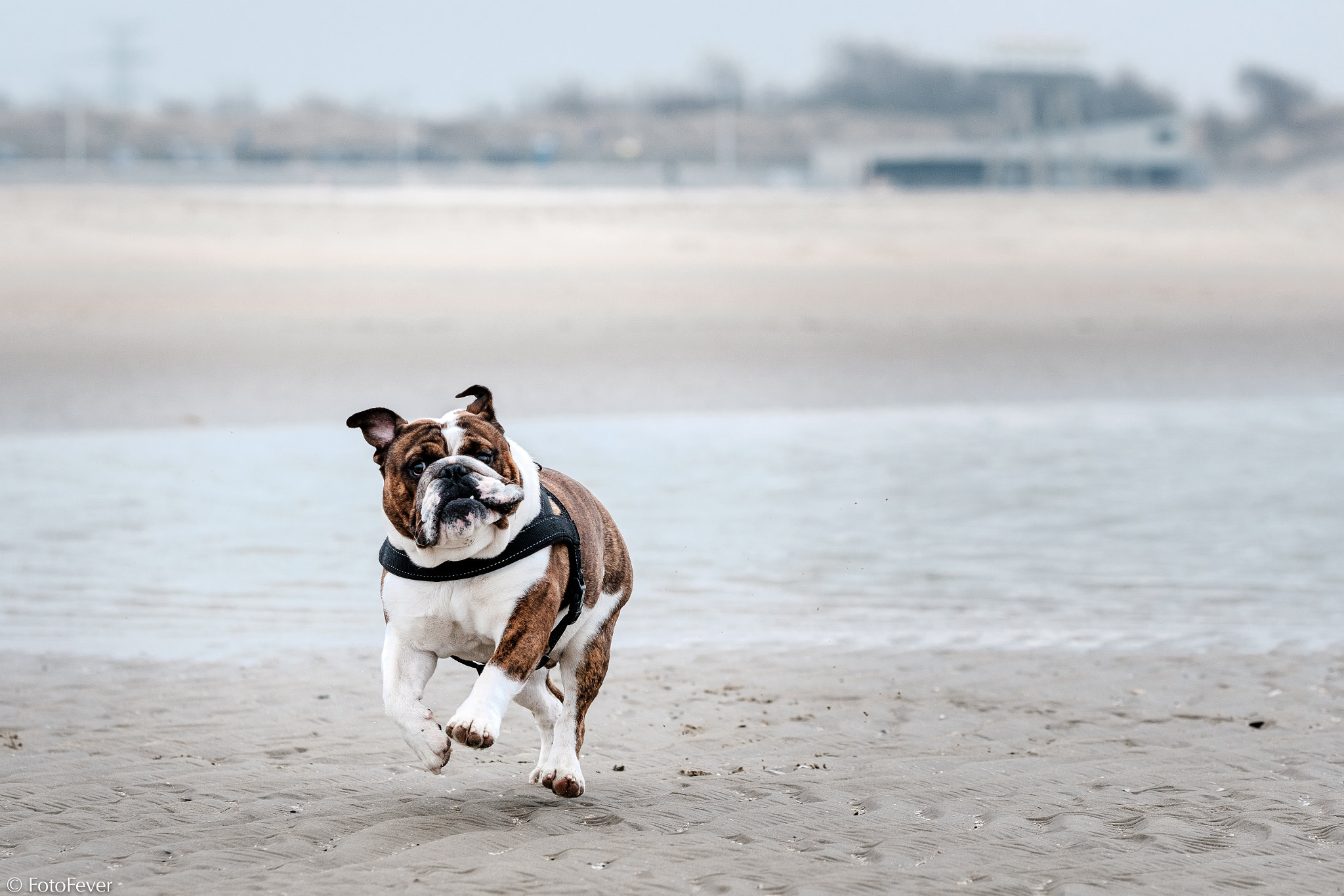 Fujifilm X-T2 sample photo. One happy bulldog on the beach!!! photography