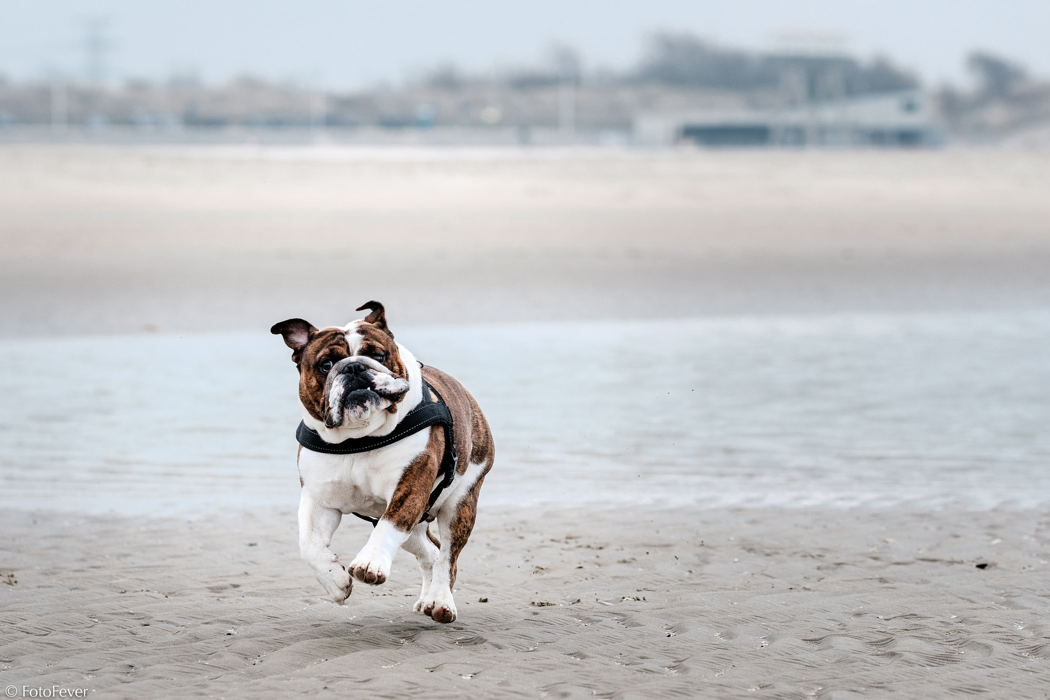 Fujifilm X-T2 + Fujifilm XF 90mm F2 R LM WR sample photo. One happy bulldog on the beach!!! photography