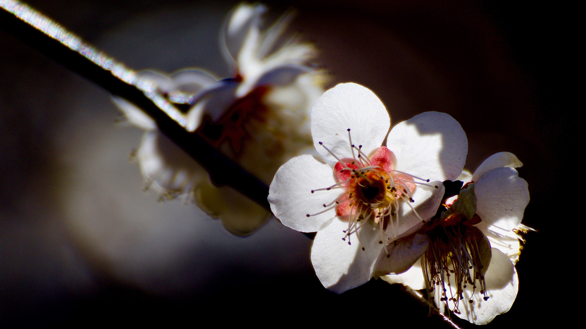 Canon EOS 80D + Tamron SP 35mm F1.8 Di VC USD sample photo. Close-up of plum blossom photography