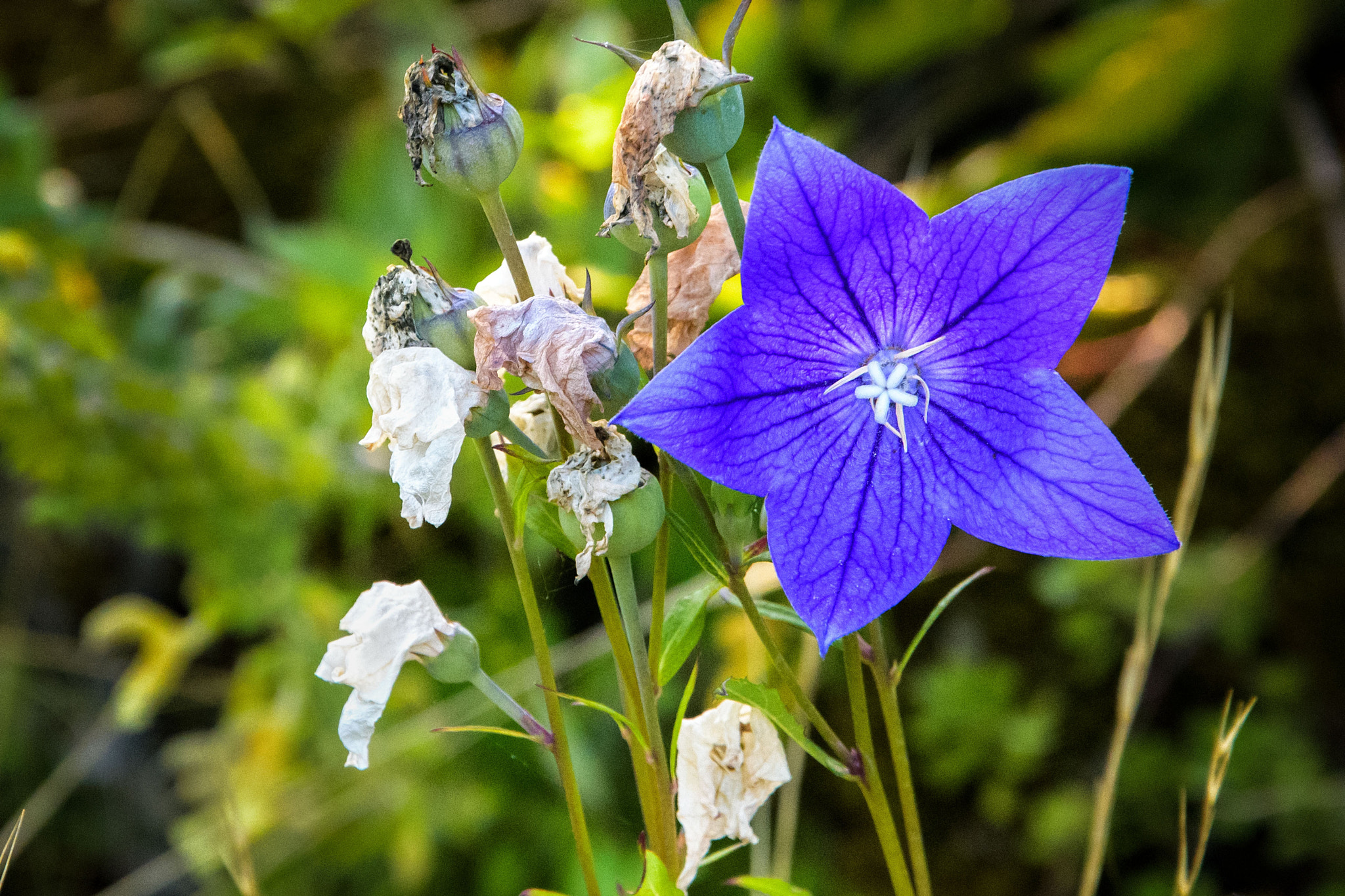 Nikon D500 sample photo. Blue flower photography