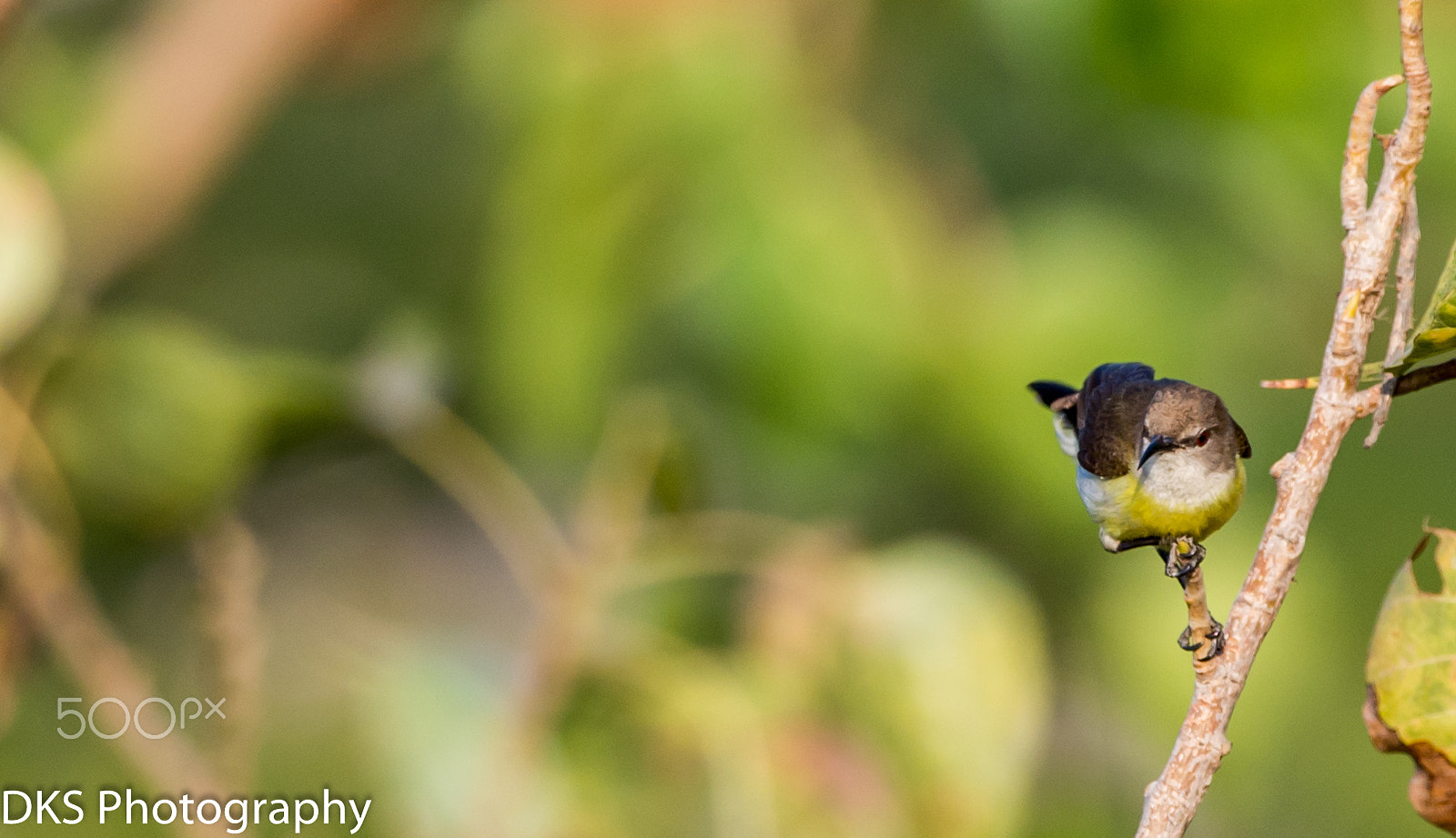 Sigma 150-600mm F5-6.3 DG OS HSM | C sample photo. At home photography