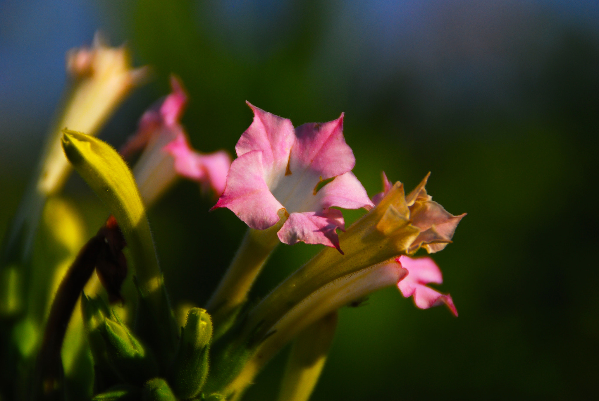 Nikon D40X + Tamron AF 18-200mm F3.5-6.3 XR Di II LD Aspherical (IF) Macro sample photo. Flowering tobacco photography