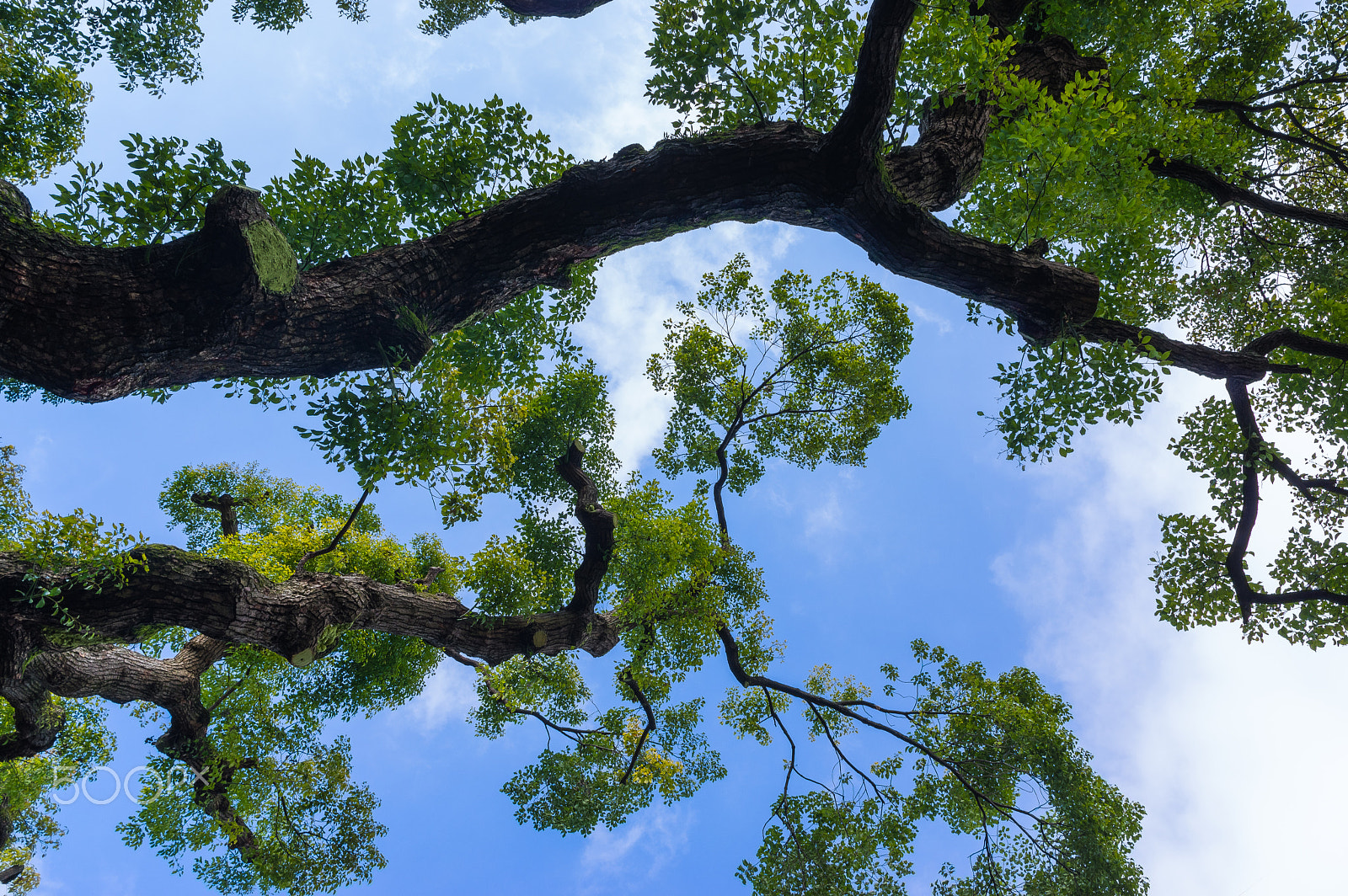 Pentax K-3 II sample photo. Sky and tree photography