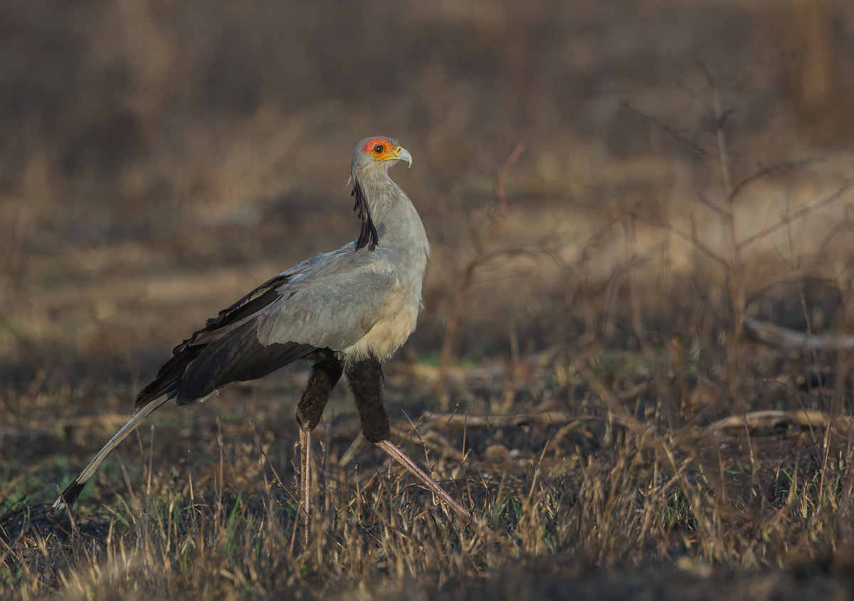 Canon EF 300mm F2.8L IS II USM sample photo. Secretarybird photography