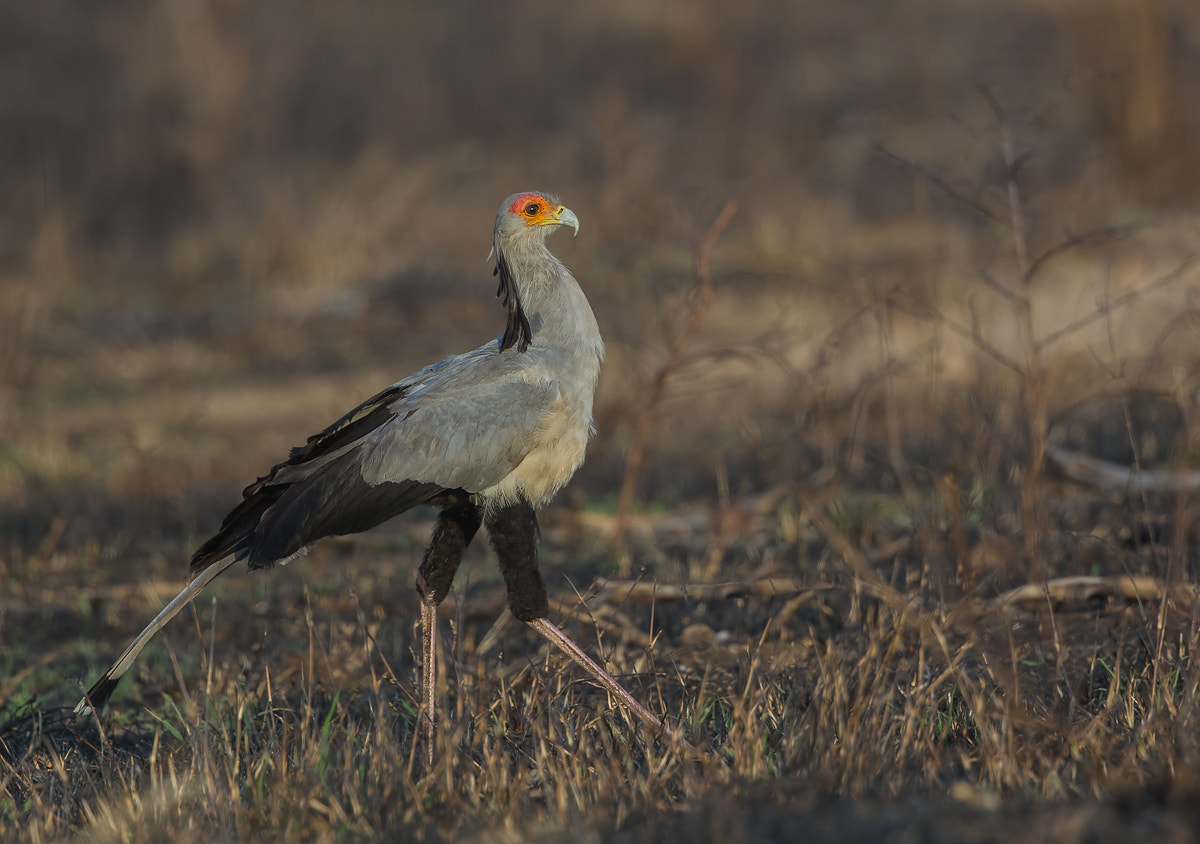 Canon EOS-1D Mark IV + Canon EF 300mm F2.8L IS II USM sample photo. Secretarybird photography