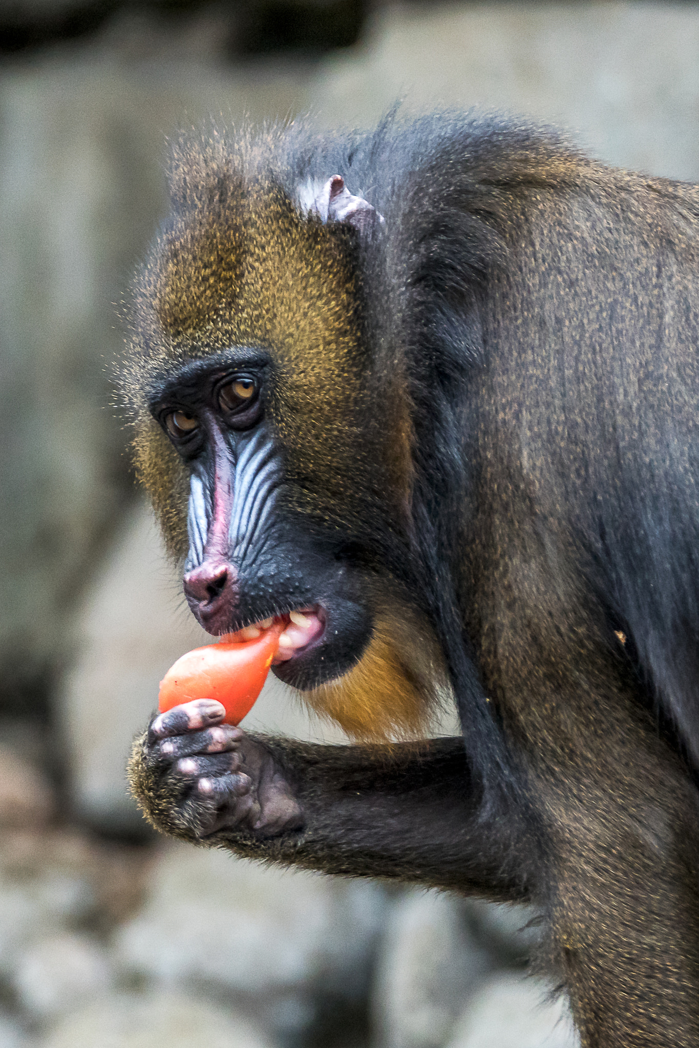 Sony ILCA-77M2 sample photo. Snack time photography