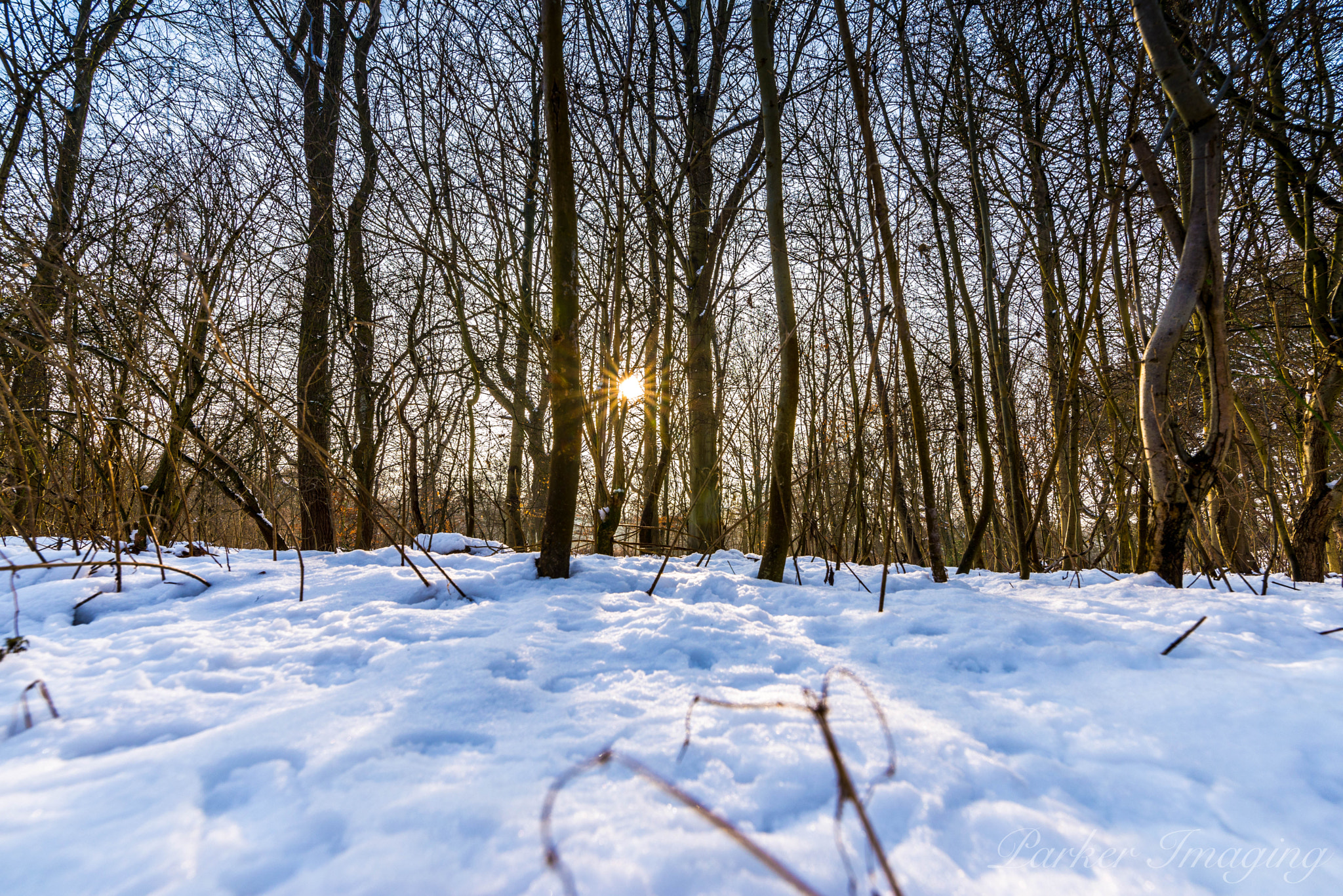Tamron SP 15-30mm F2.8 Di VC USD sample photo. Panwoods photography
