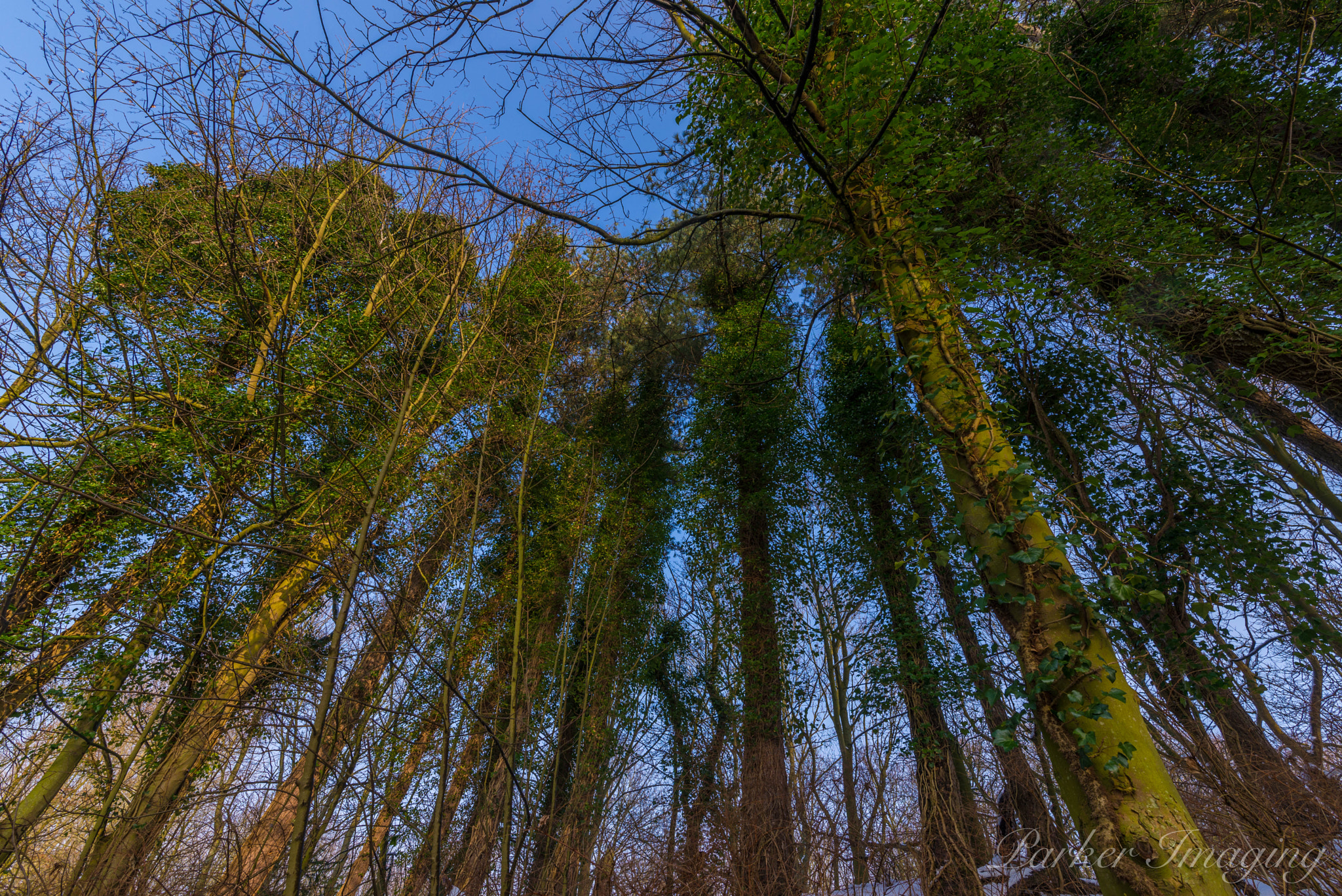 Tamron SP 15-30mm F2.8 Di VC USD sample photo. Panwoods photography