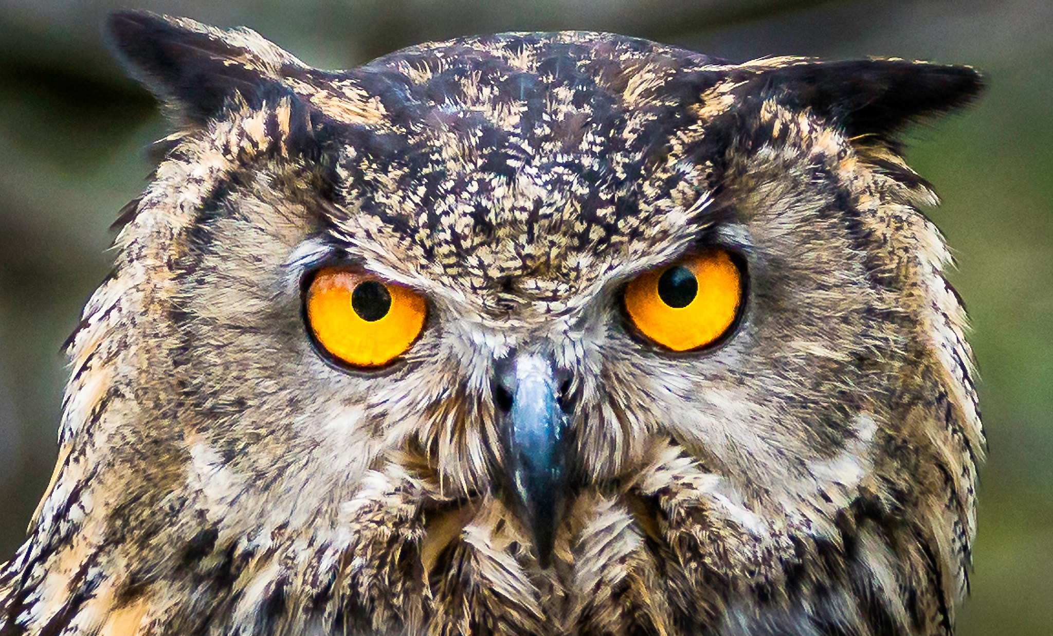 Sony 70-400mm F4-5.6 G SSM II sample photo. Who you looking at photography