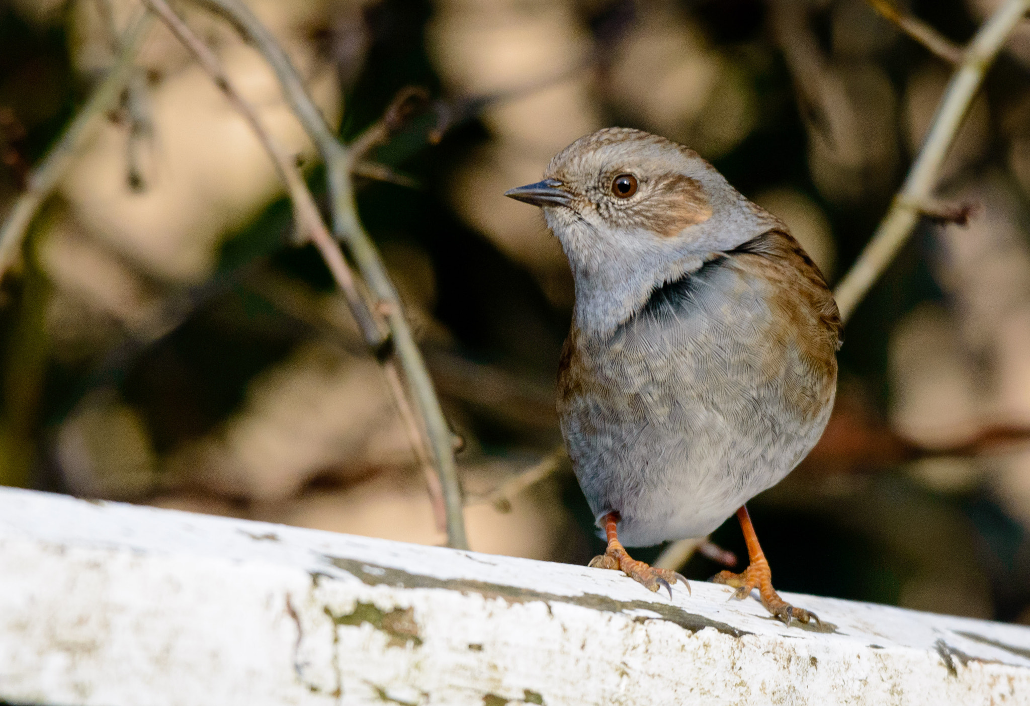Sigma 120-400mm F4.5-5.6 DG OS HSM sample photo. Get my good side photography