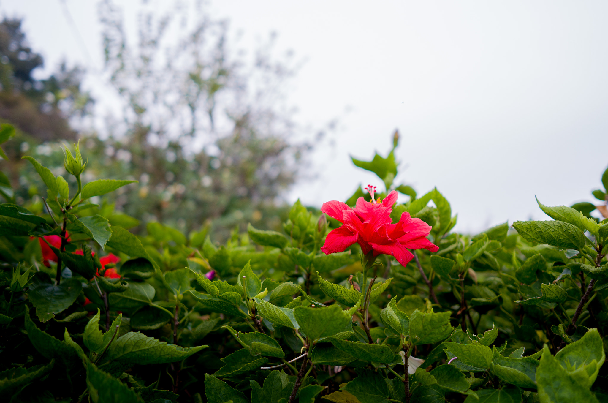 Leica X-E (TYP 102) sample photo. Red in green. photography