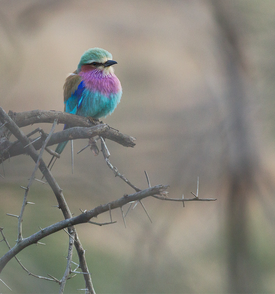 Canon EF 300mm F2.8L IS II USM sample photo. Smokylbr photography