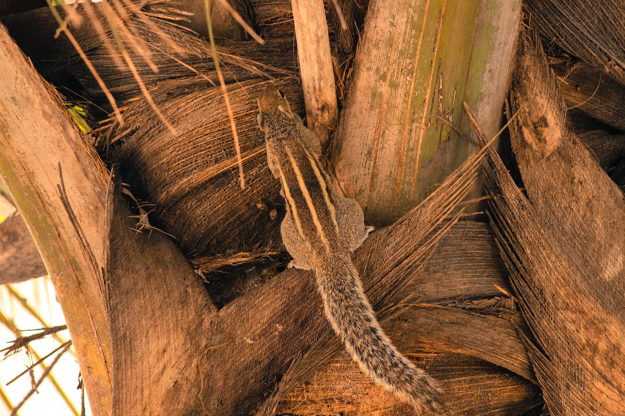Canon EF 75-300mm f/4-5.6 USM sample photo. Img photography
