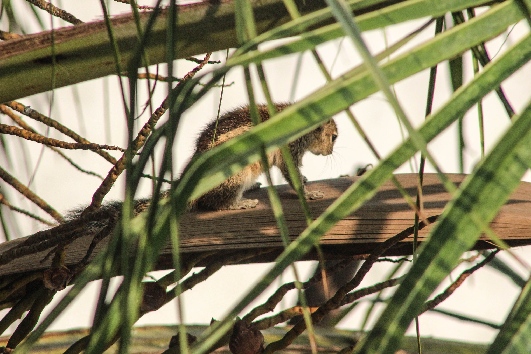 Canon EF 75-300mm f/4-5.6 USM sample photo. Img photography