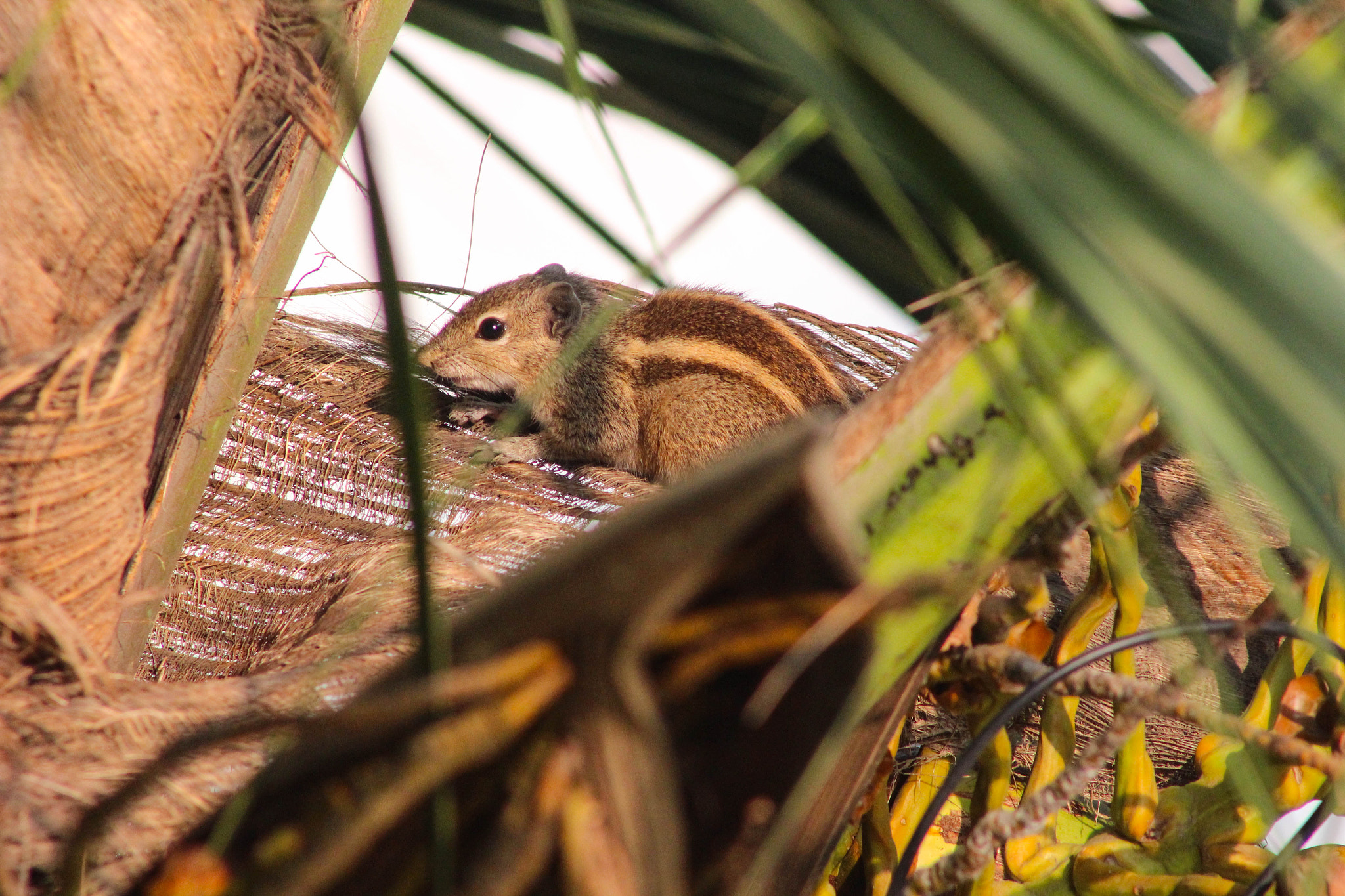 Canon EF 75-300mm f/4-5.6 USM sample photo. Img photography