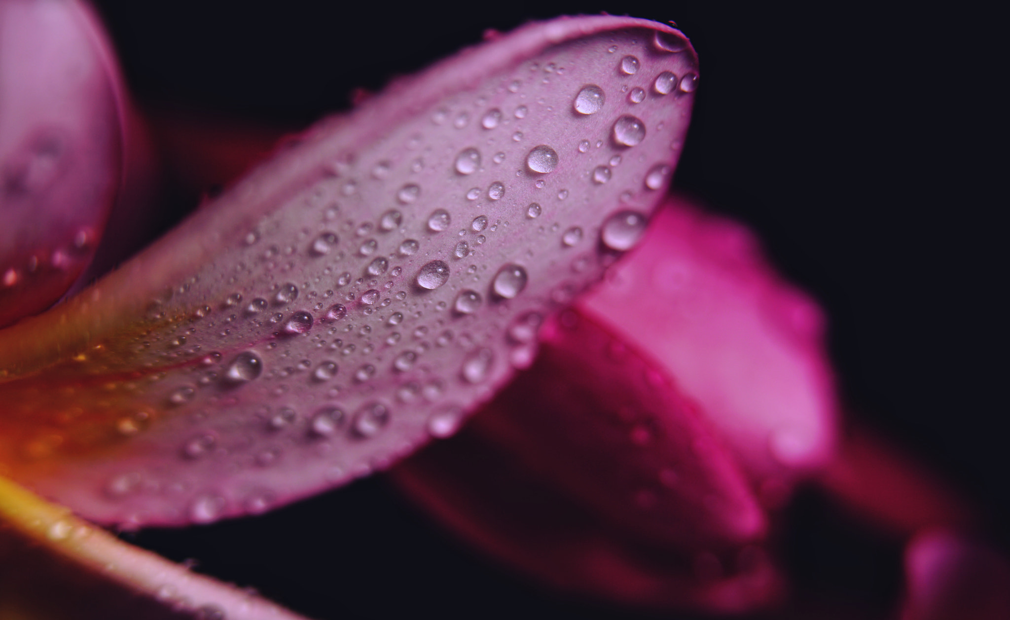 Sony a7R II + Sony FE 90mm F2.8 Macro G OSS sample photo