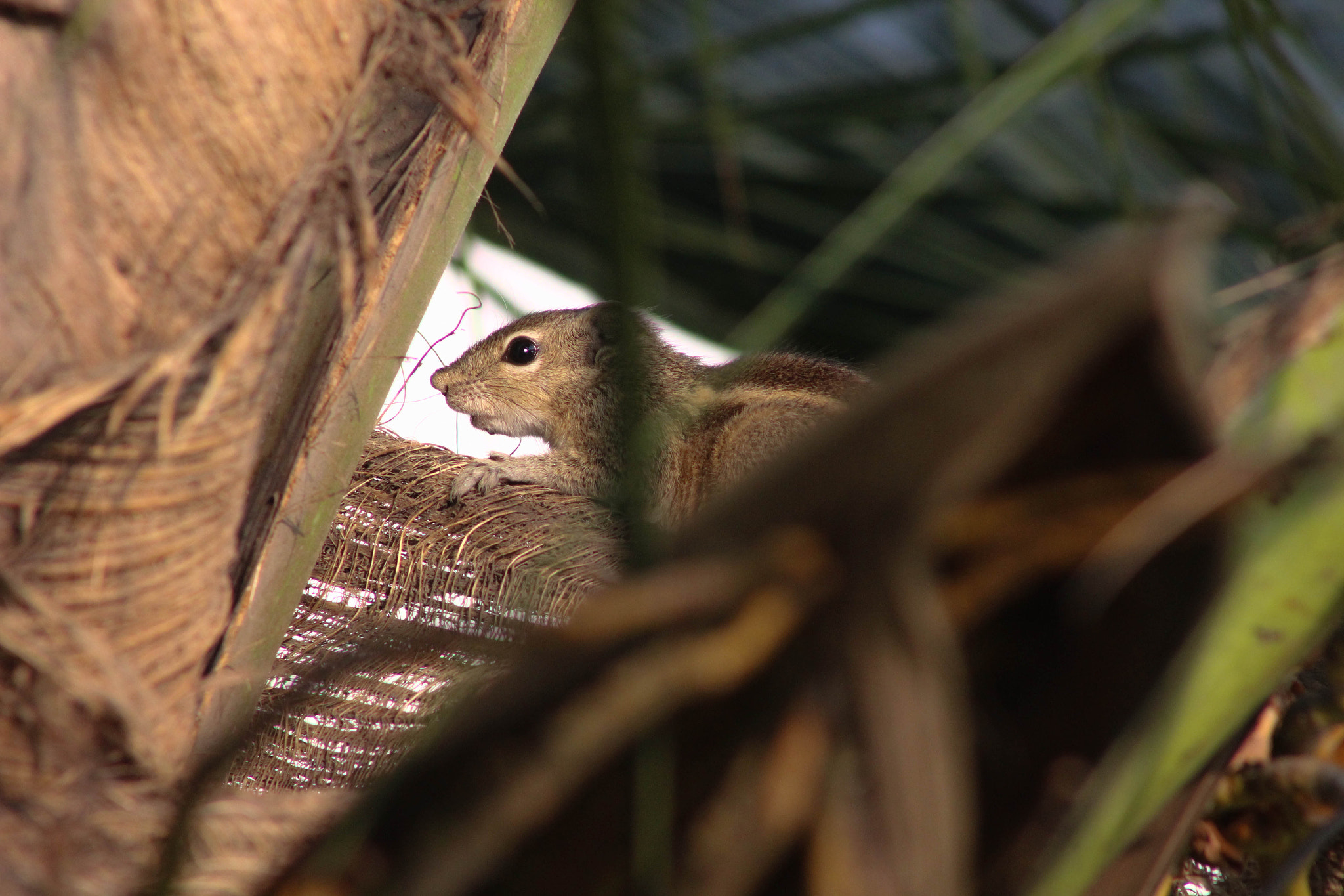 Canon EF 75-300mm f/4-5.6 USM sample photo. Img photography